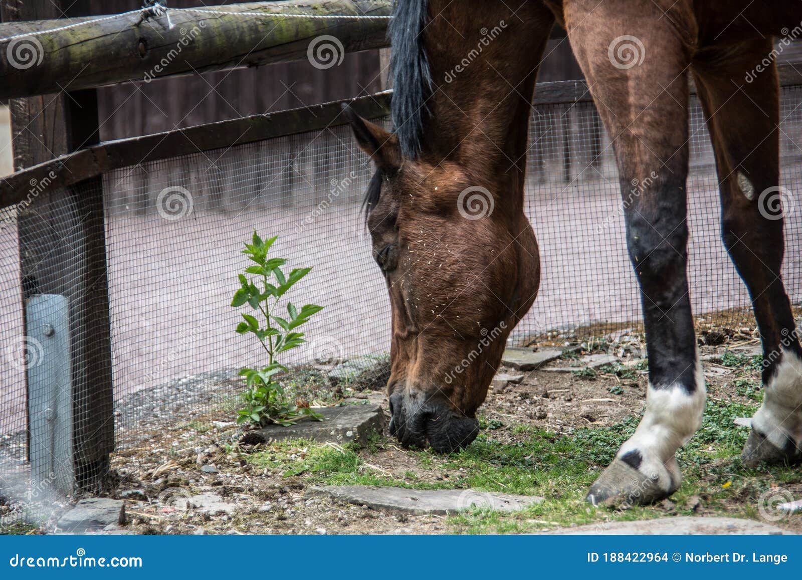 Horse Staple Photos Free & RoyaltyFree Stock Photos from Dreamstime