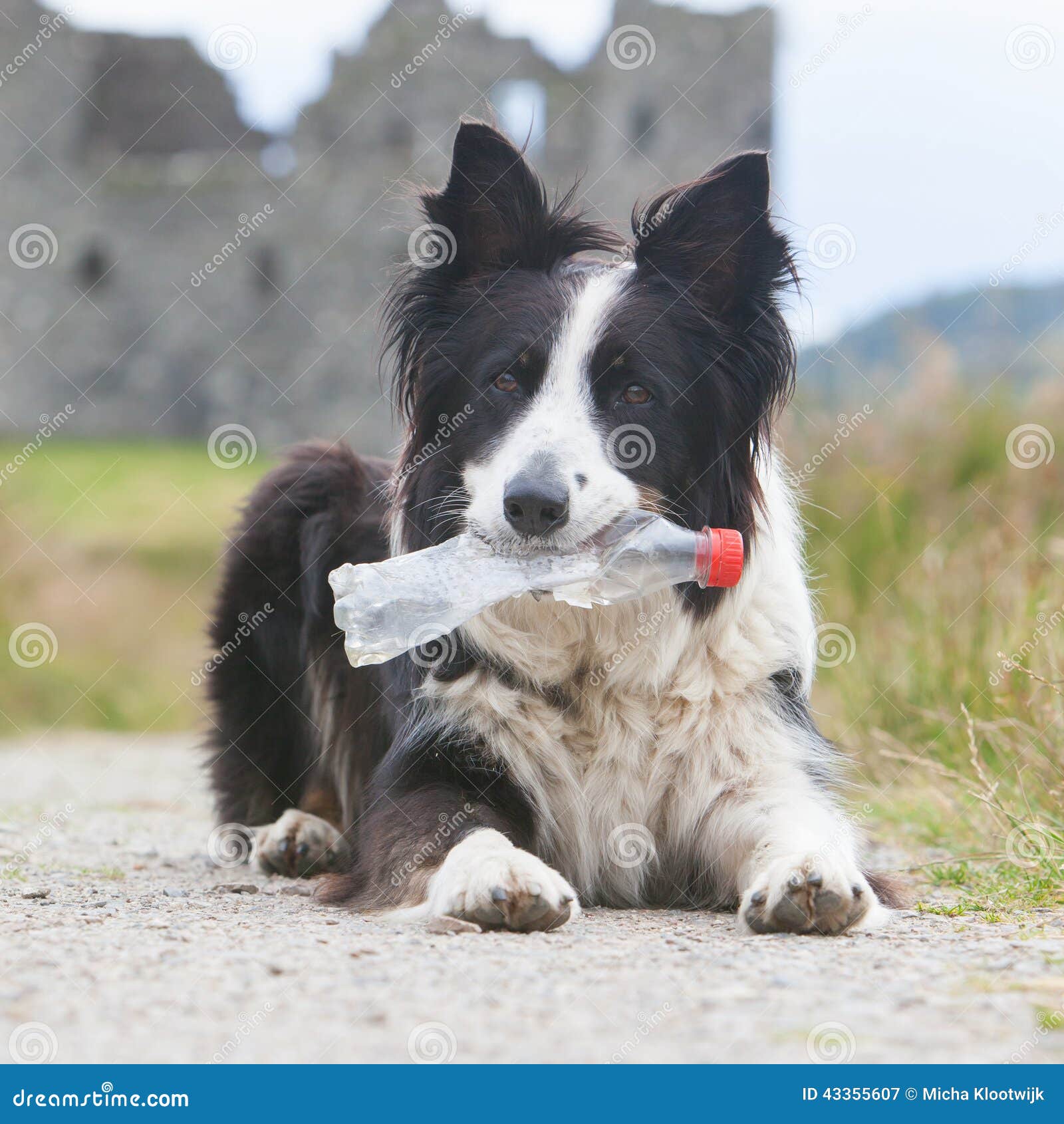 Attente De Chien De Berger De Border Collie Image Stock