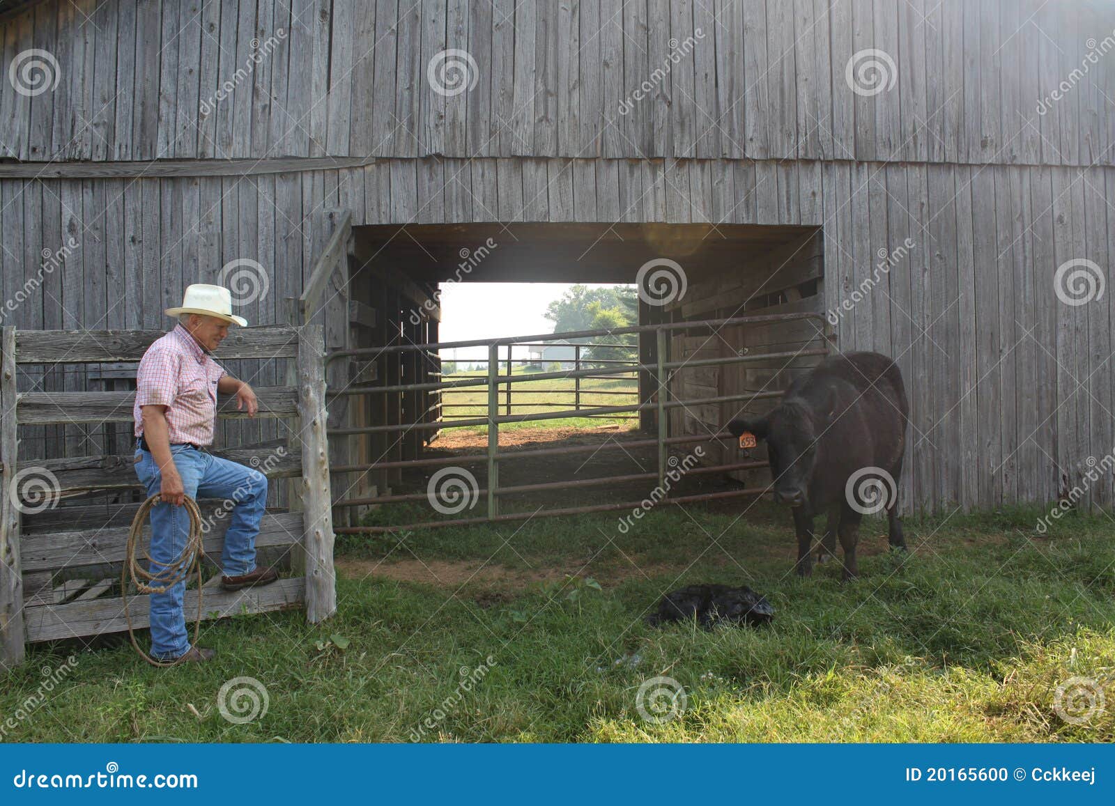 Attente sur la chéri. Le grand vétérinaire animal observe cette scène émouvante pendant qu'il attend le veau nouveau-né à comique.