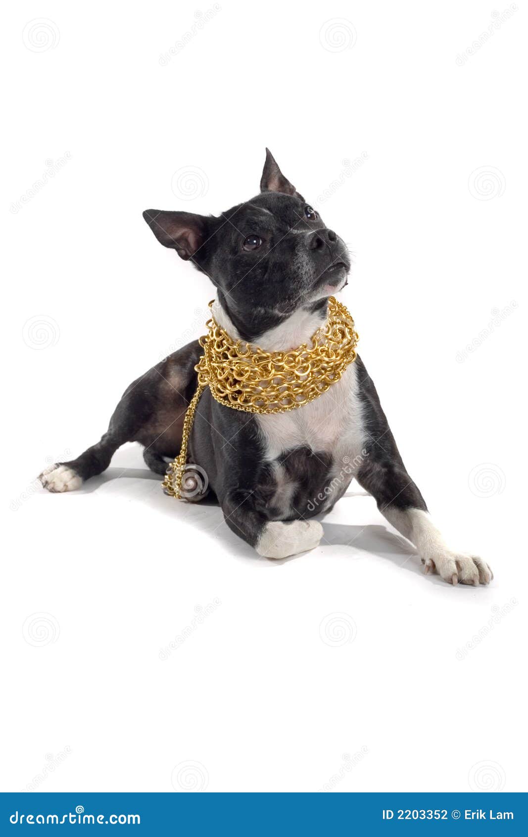 Dog Collar Gold Royalty-Free Images, Stock Photos & Pictures