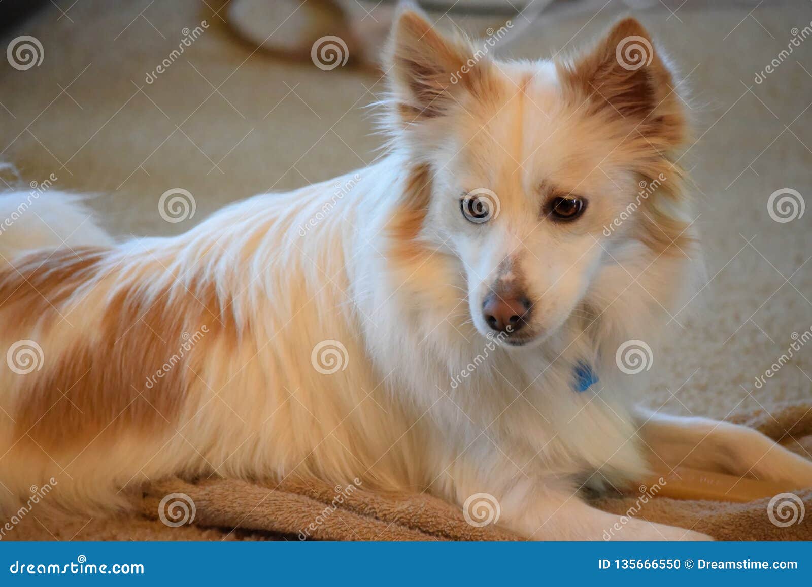 27 Spitz Mix Photos Free Royalty Free Stock Photos From Dreamstime
