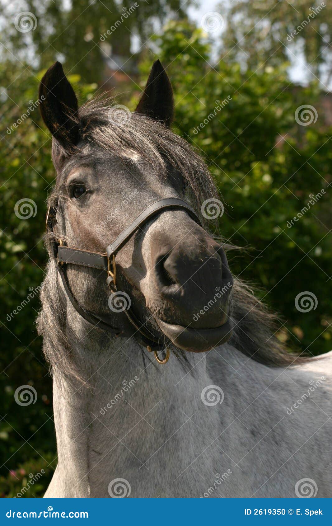 attentive draught horse