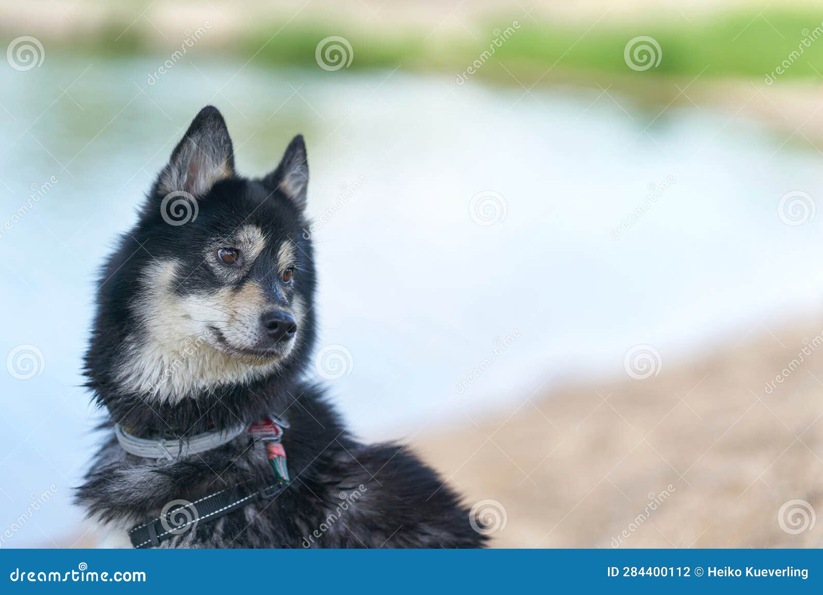 attentive husky mongrel by a lake watching the scene