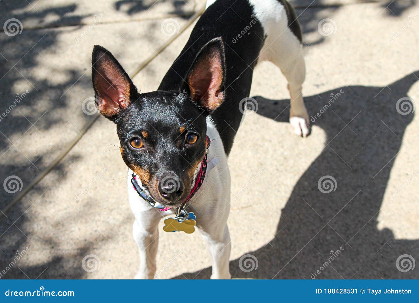 A Attentive Rat Terrier Standing In The Sun Stock Image Image Of Animal Face 180428531