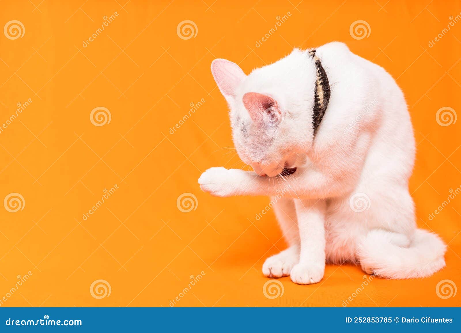 cute white puppy cat grooms one paw on orange background