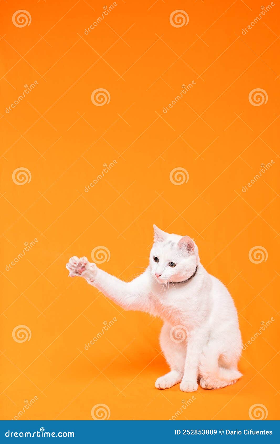 playful young white cat stretches its paw to reach something, orange background