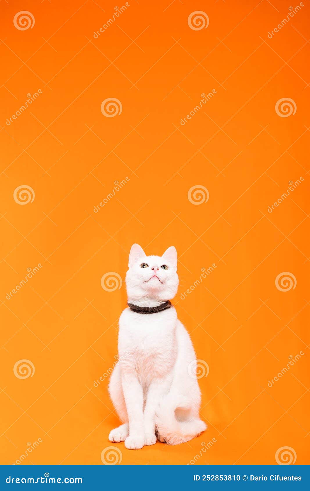 white small cat attentively looks up, orange background