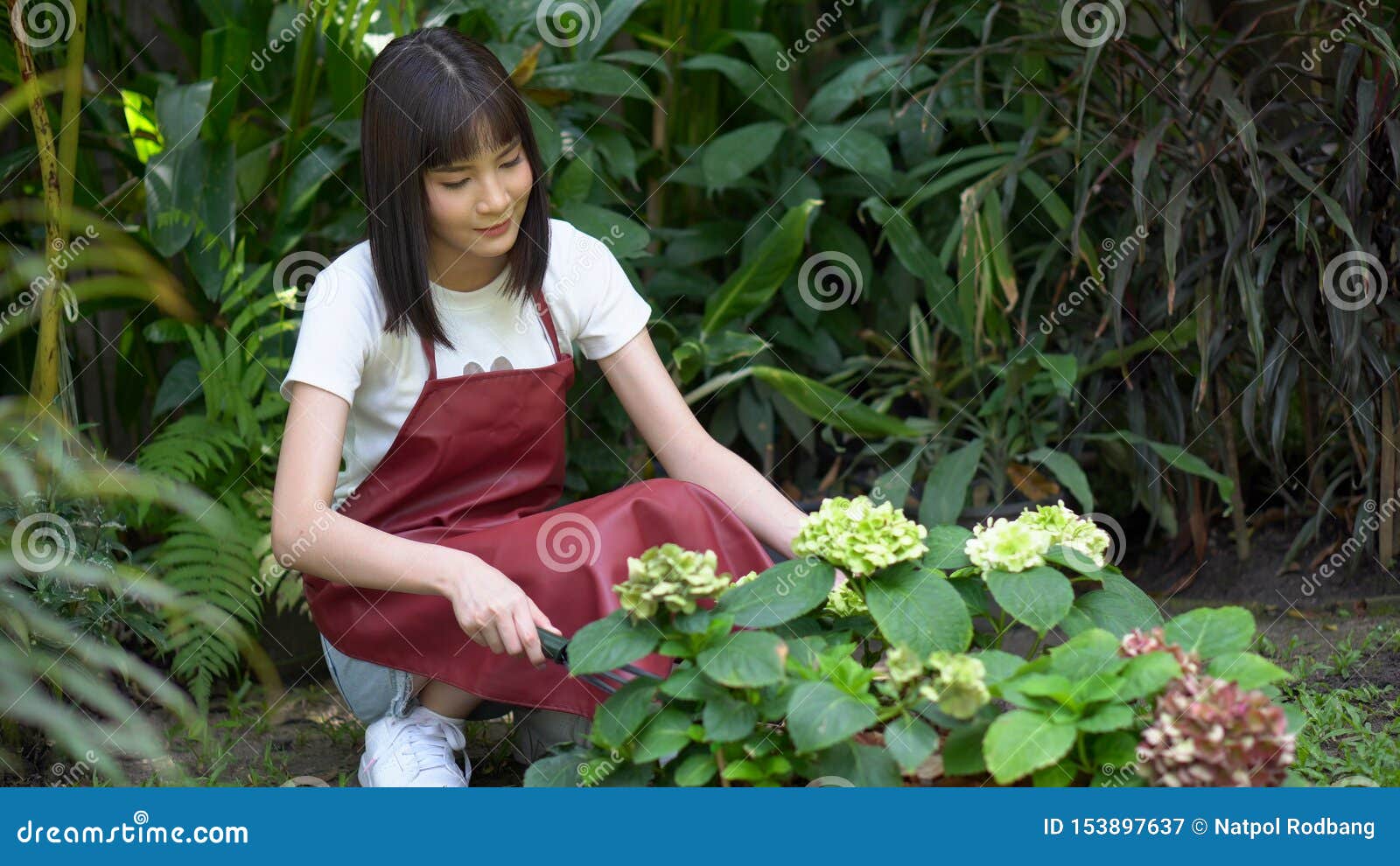 Attractive Asian Woman In Apron Gardener Planting Flowers In Garden Young Florist Gardening Stock Image Image Of Green Horticulture 153897637