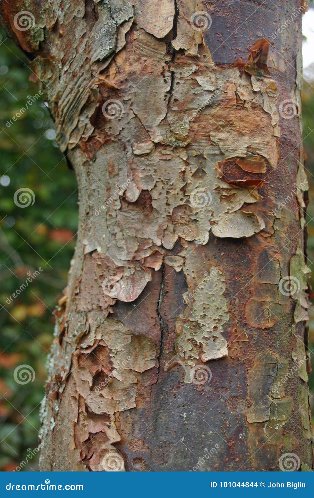 Peeling bark on tree stock photo. Image of tree, background 101044844