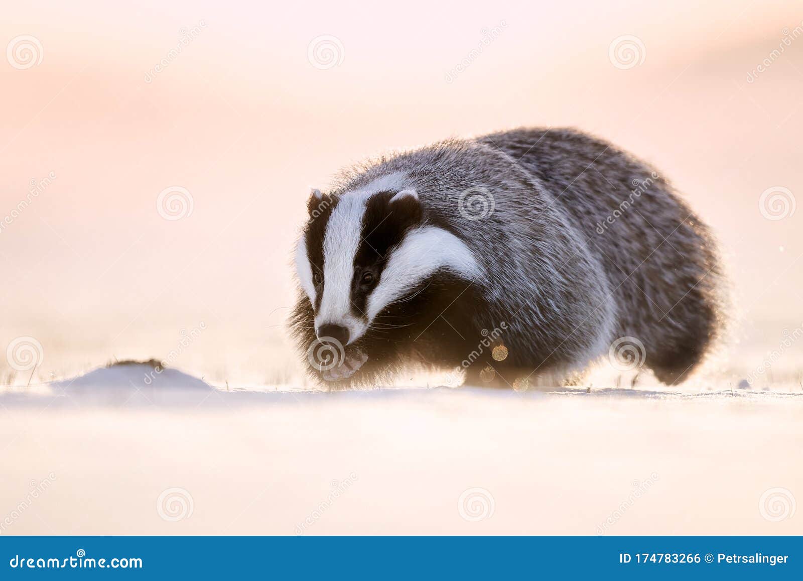 attractive winter scene with badger. european badger & x28;meles meles& x29; running on the snow. animal in nature habitat