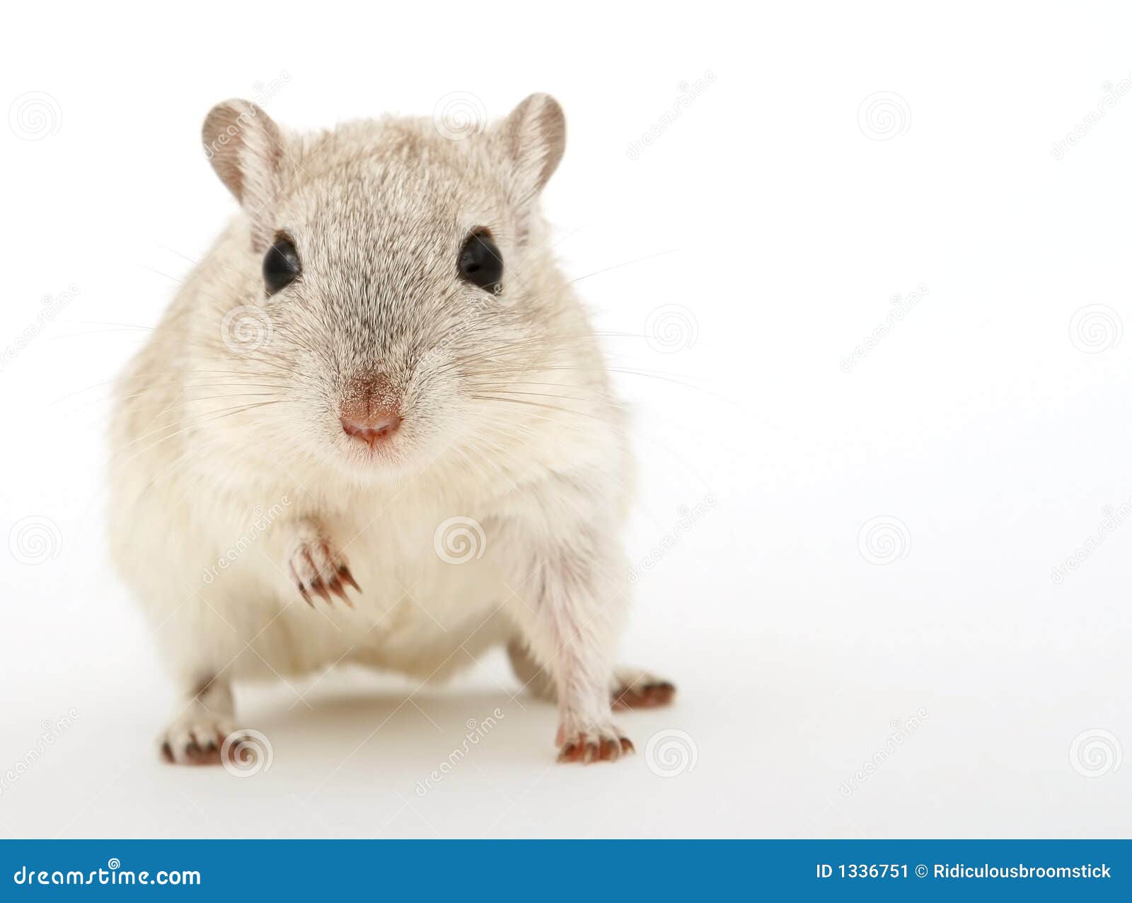 attractive young female rodent