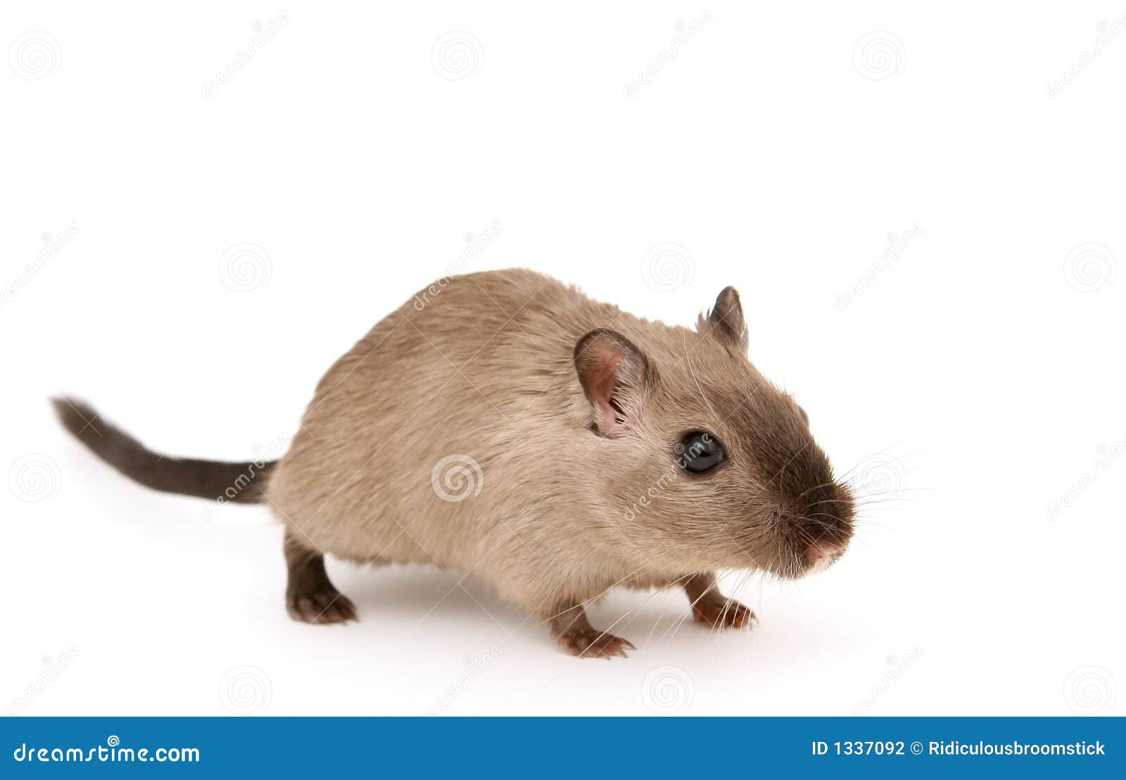 attractive young male rodent