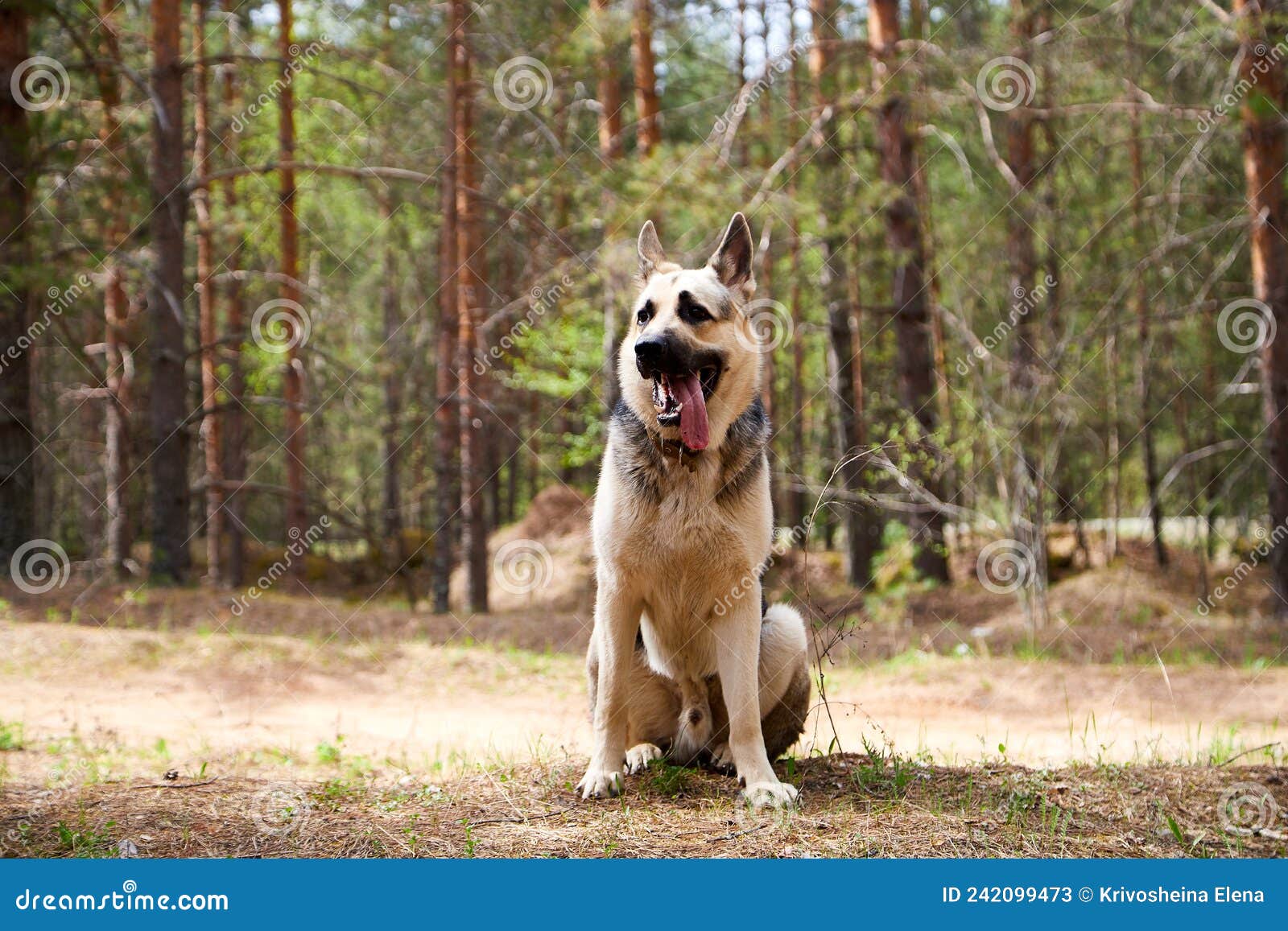 are white german shepherd albino