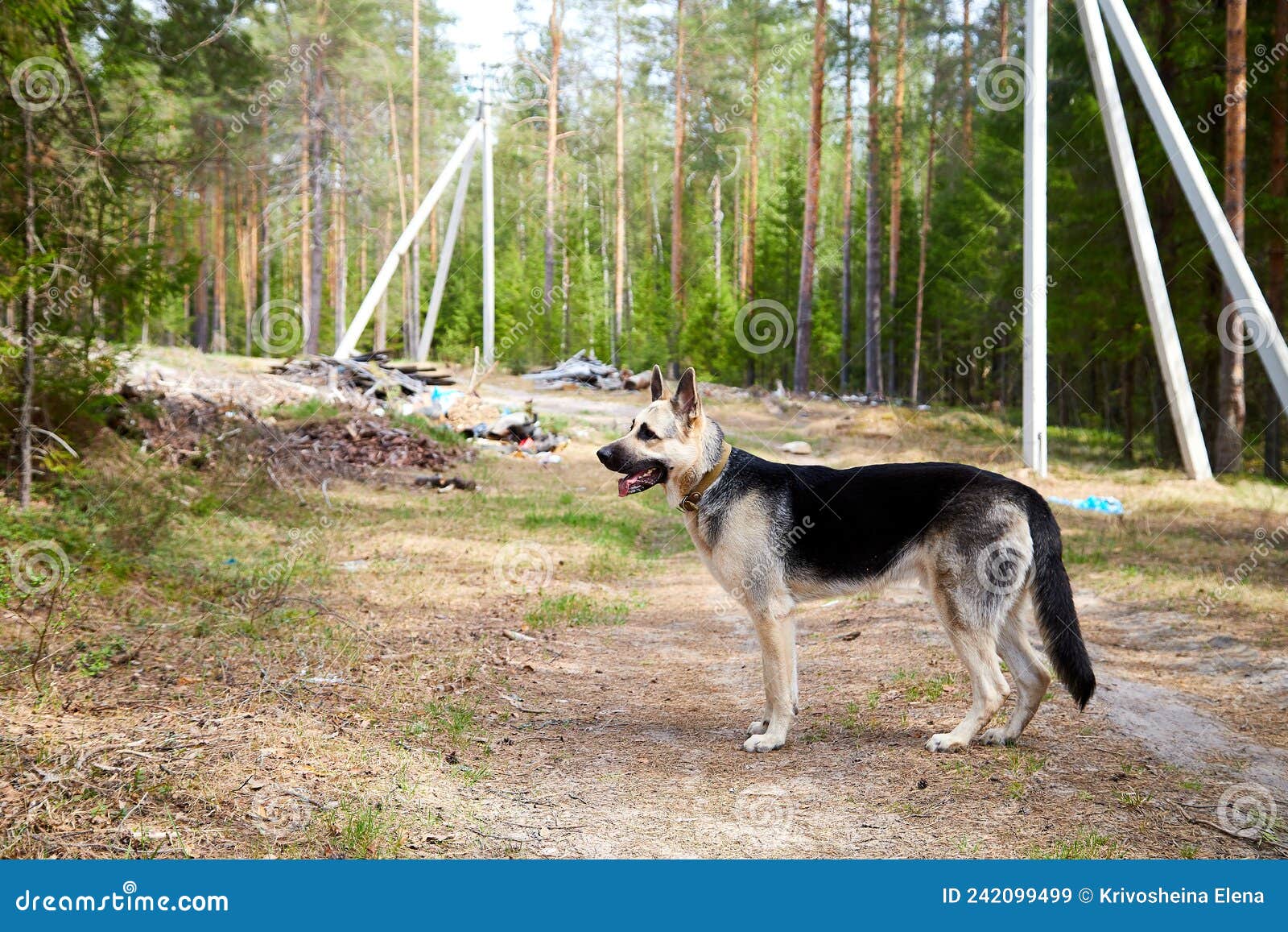 Atypical White Dog German Shepherd in a Forest in a Summer, Spring or ...