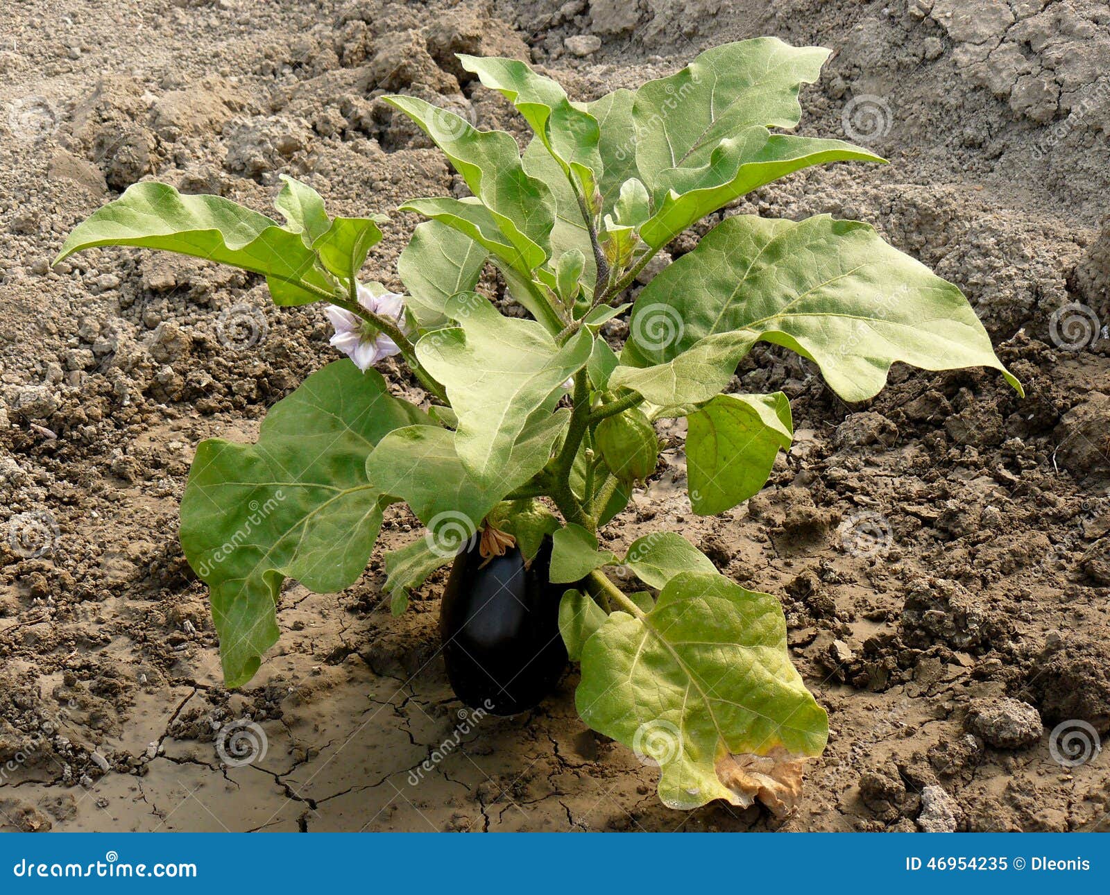 Aubergine image stock. Image du frais, jardin, agriculture 46954235