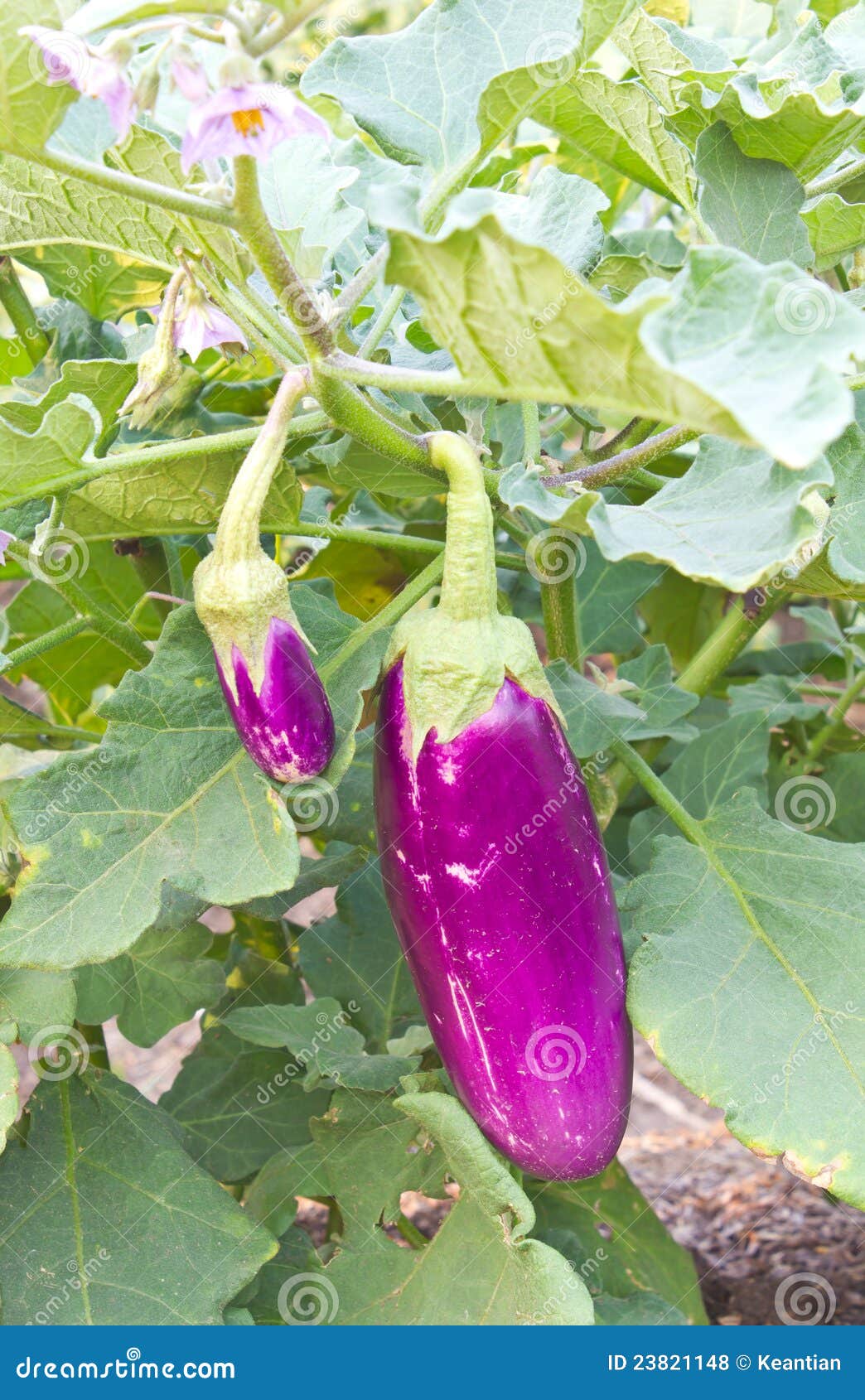 Aubergine, Eggplant. stock photo. Image of mature, drops 23821148
