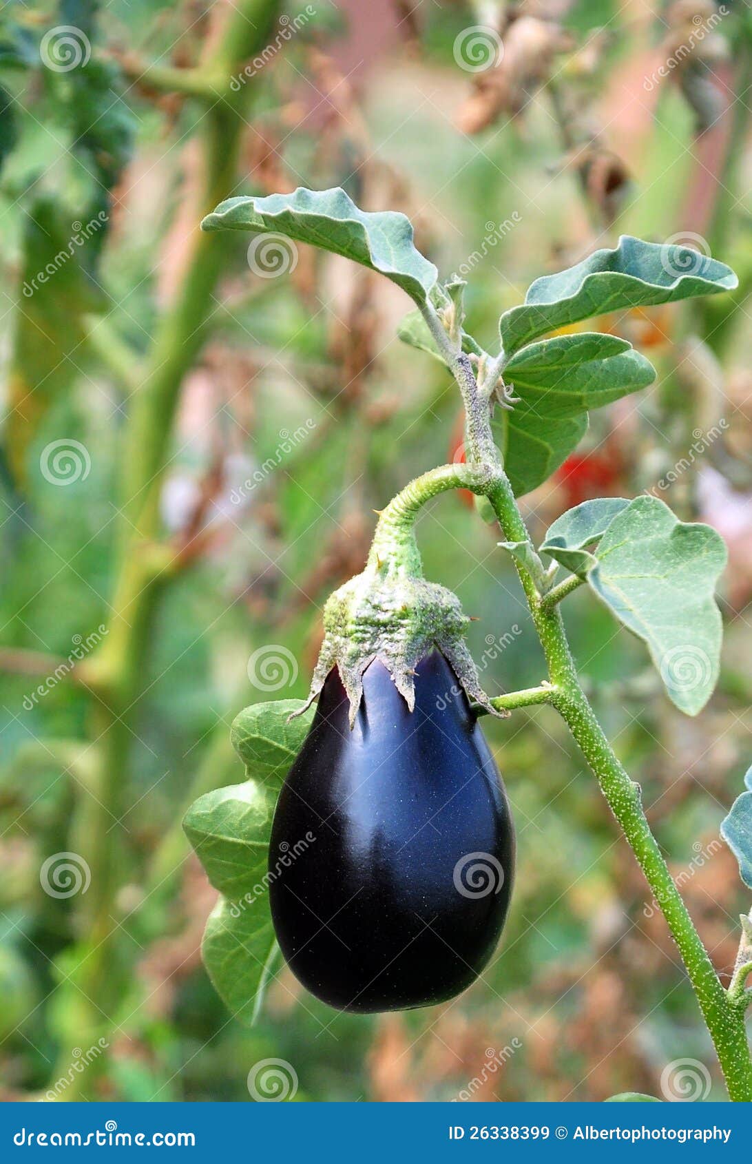 Aubergine(Eggplant) stock image. Image of drops, agriculture 26338399