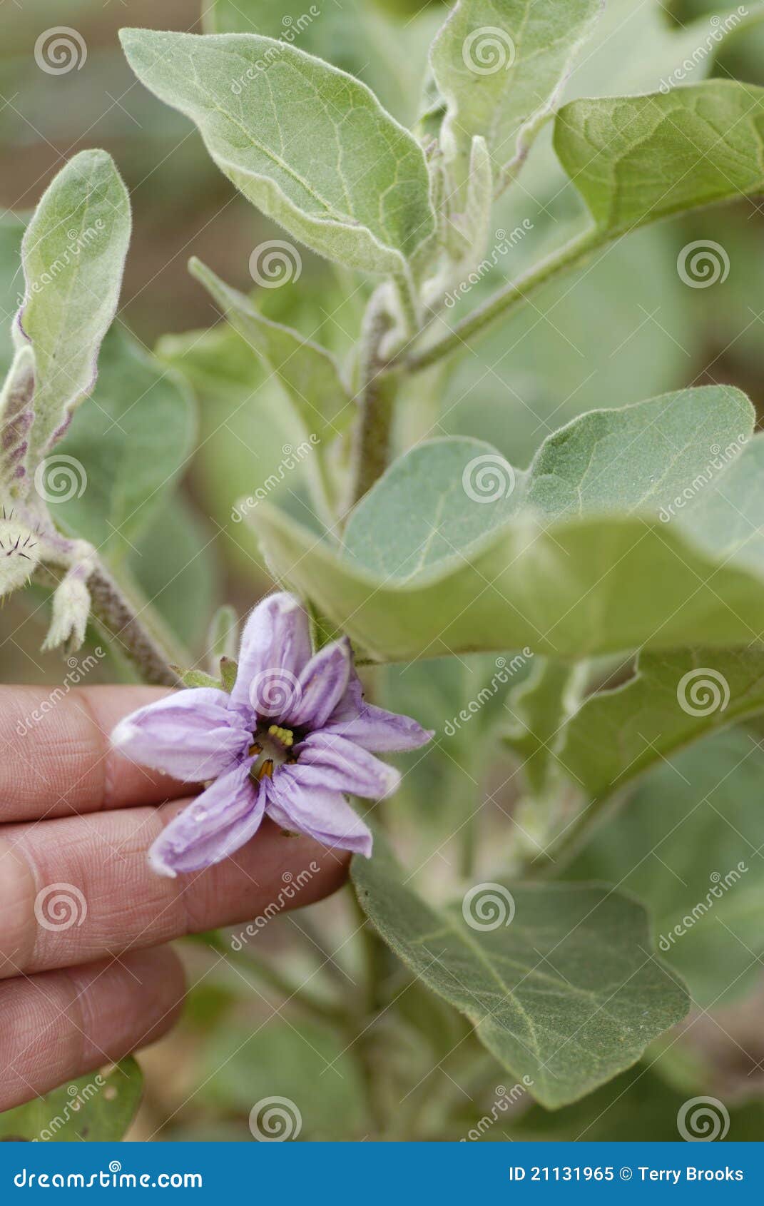 Aubergine Flower. stock image. Image of growth, botanical 21131965