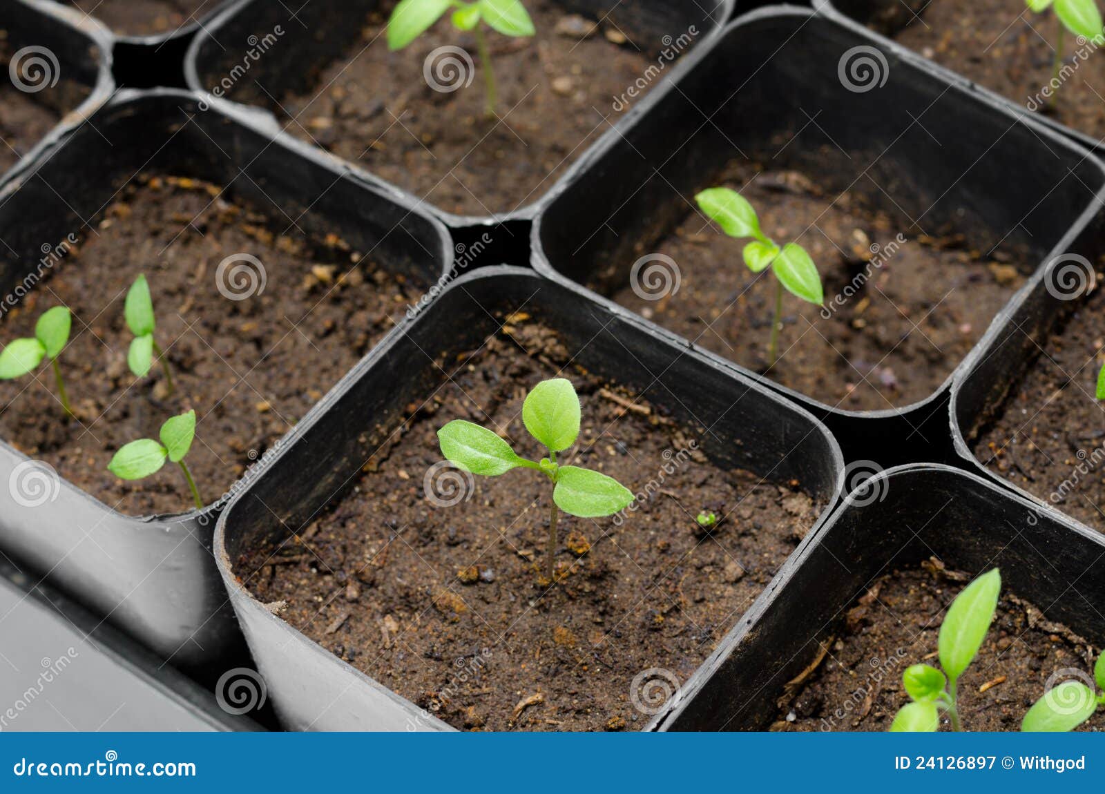 Aubergine seedlings stock image. Image of aubergine, ground 24126897