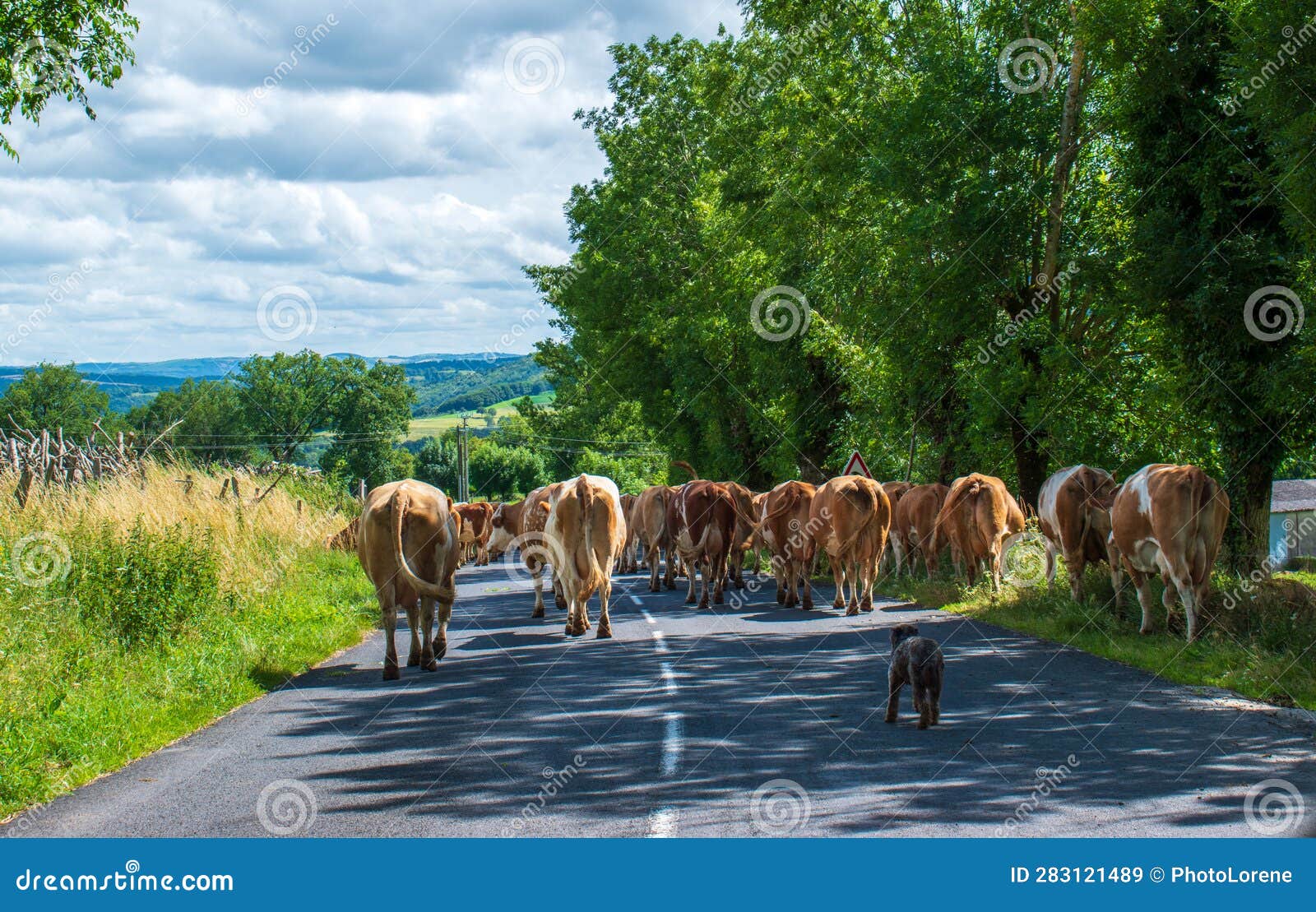 herd of cows on the road in the aubrac region of southern france