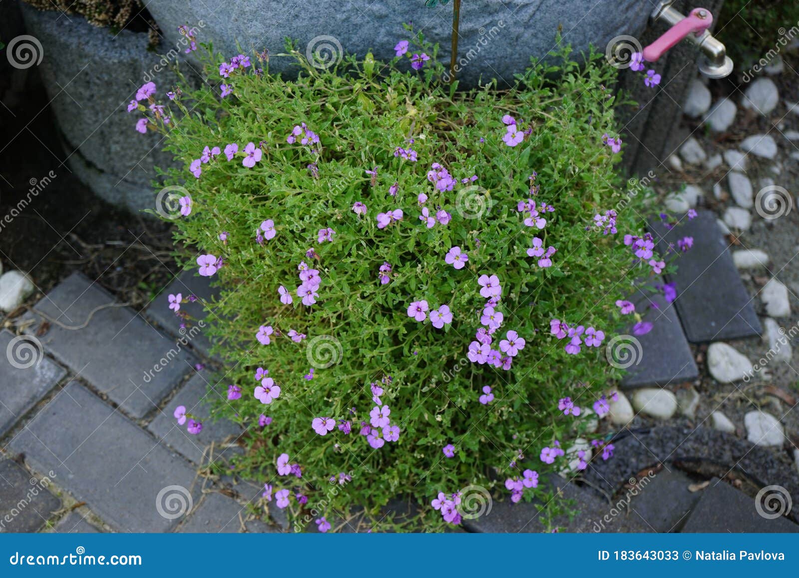 Aubrieta是一株低矮的 正在蔓延的植物 耐寒 常青 常年生长 有小紫花德国库存图片 图片包括有颜色 自然