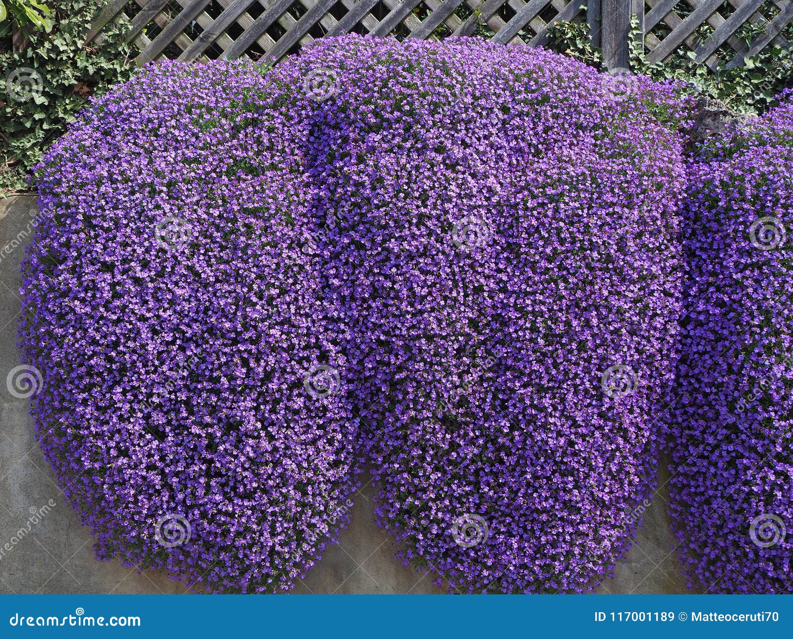 aubrieta or aubretia flowers in full bloom on a sunny spring day