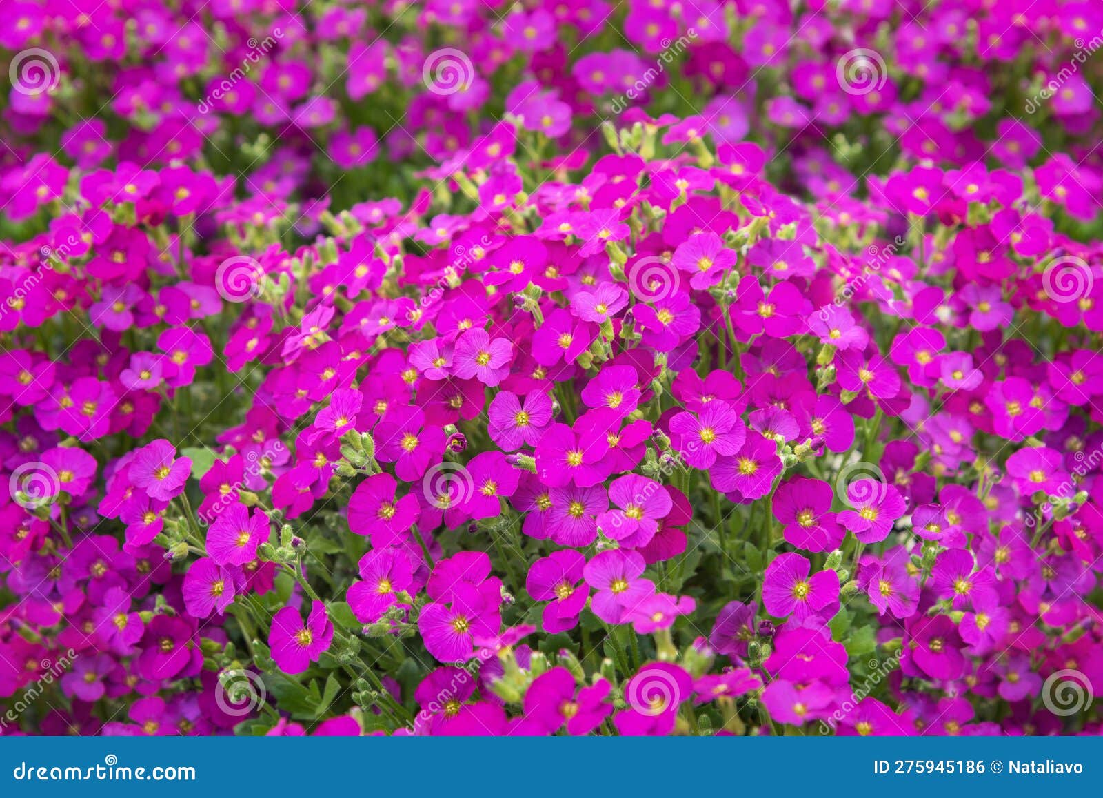 aubrieta florado rose red, a perennial with pink, wheel-d flowers and dark green leaves