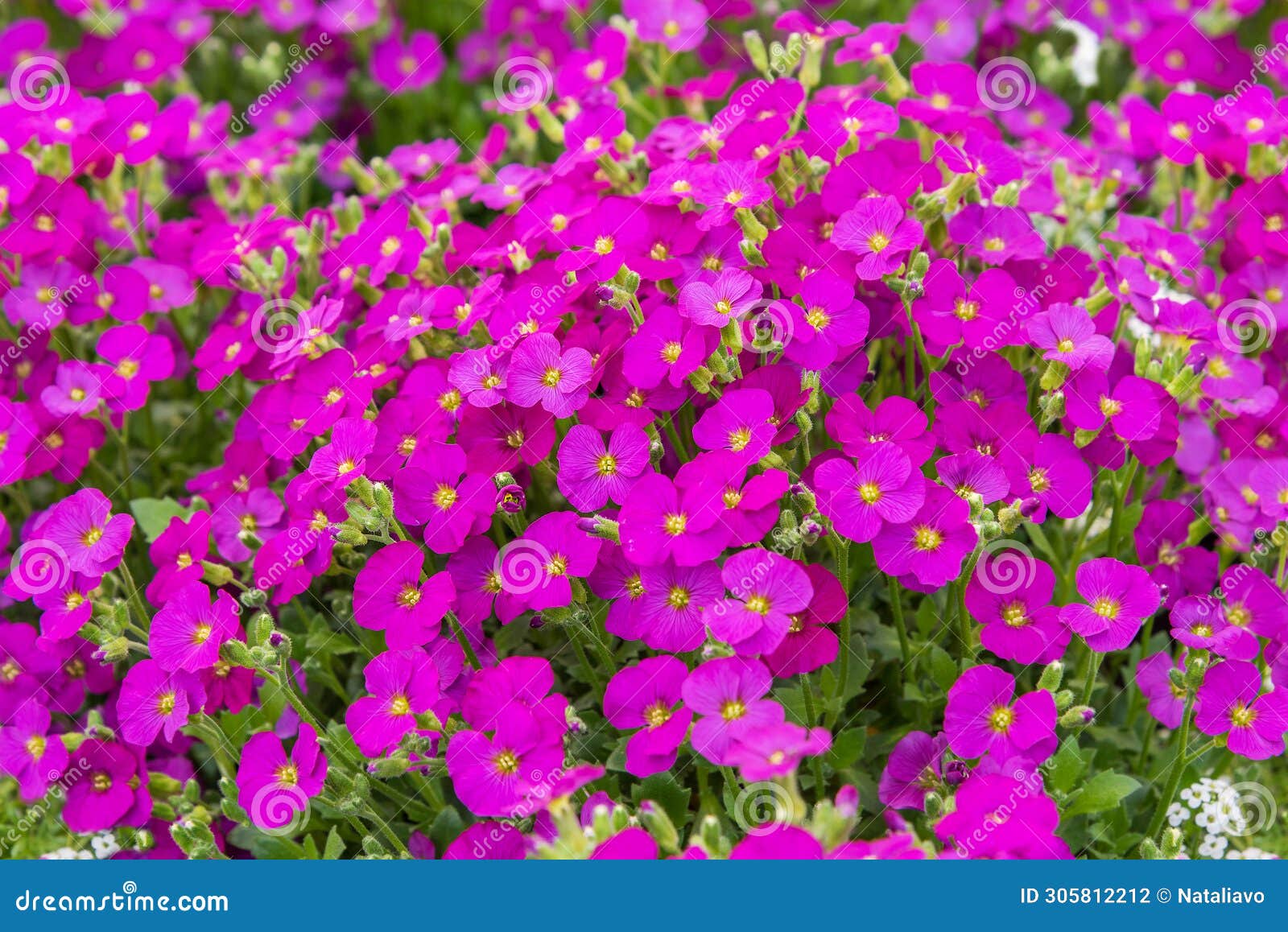 aubrieta florado rose red, a perennial with pink, wheel-d flowers and dark green leaves. flowers background