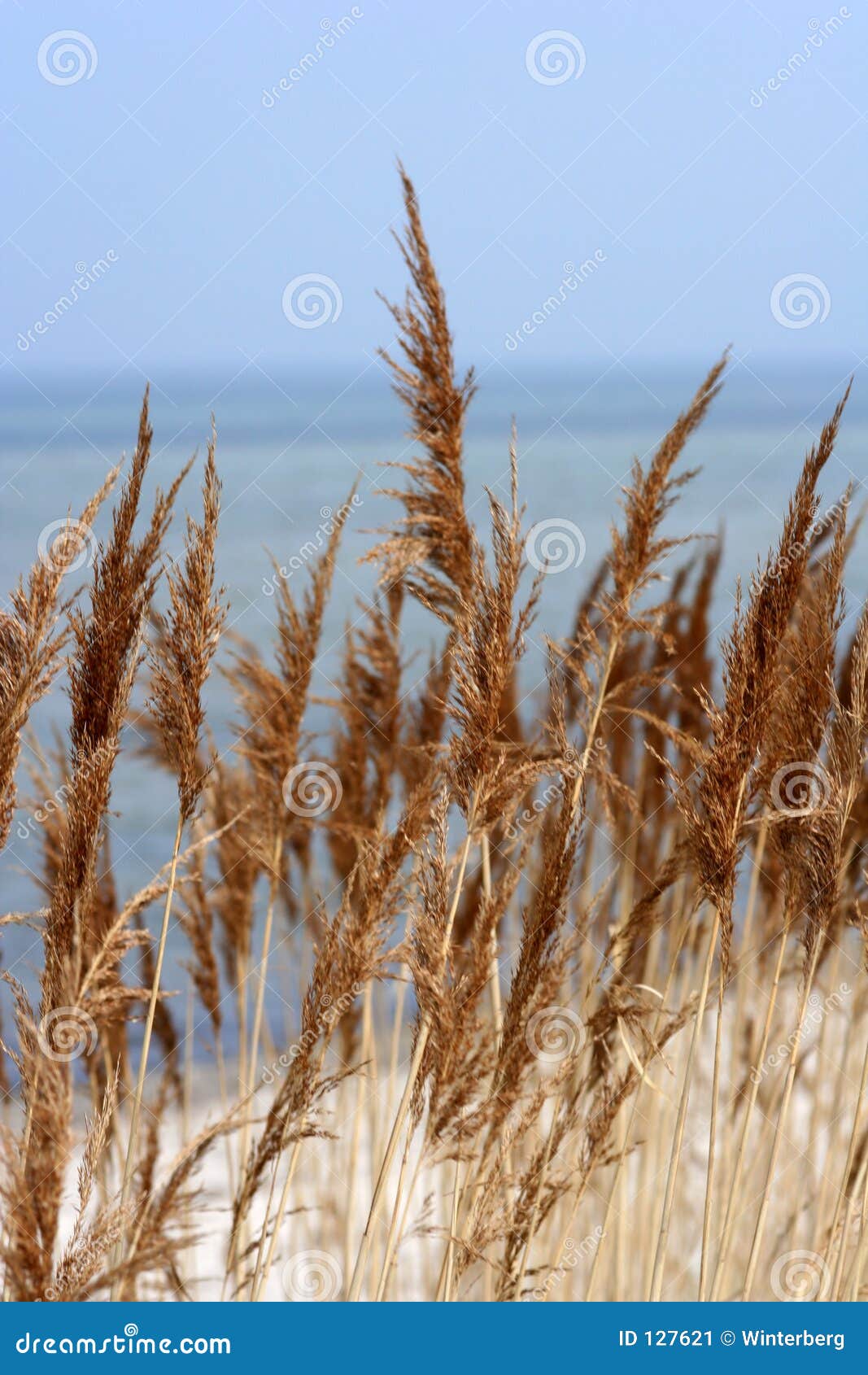 auburn grass at the beach.