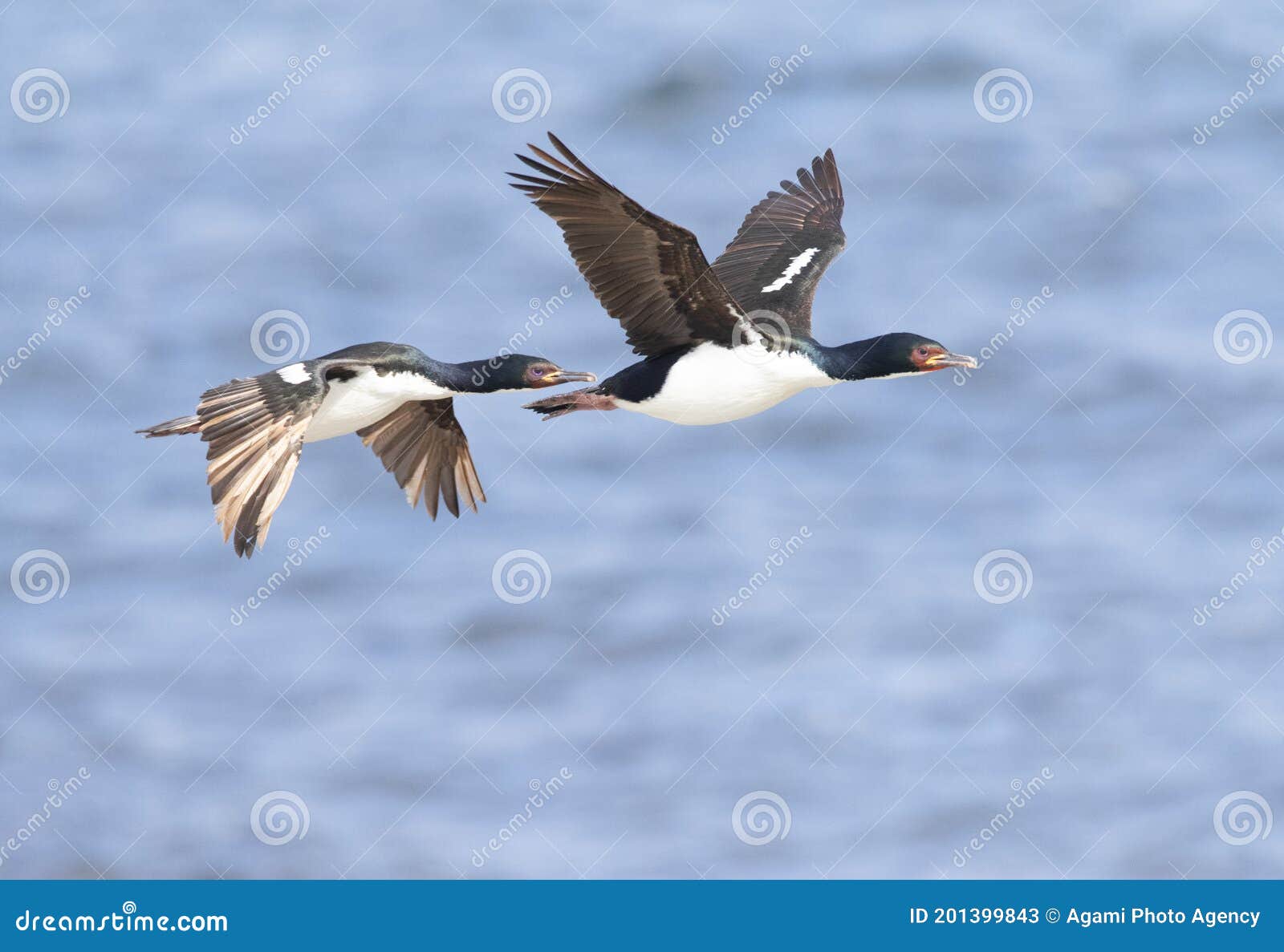 auckland islands shag, leucocarbo colensoi