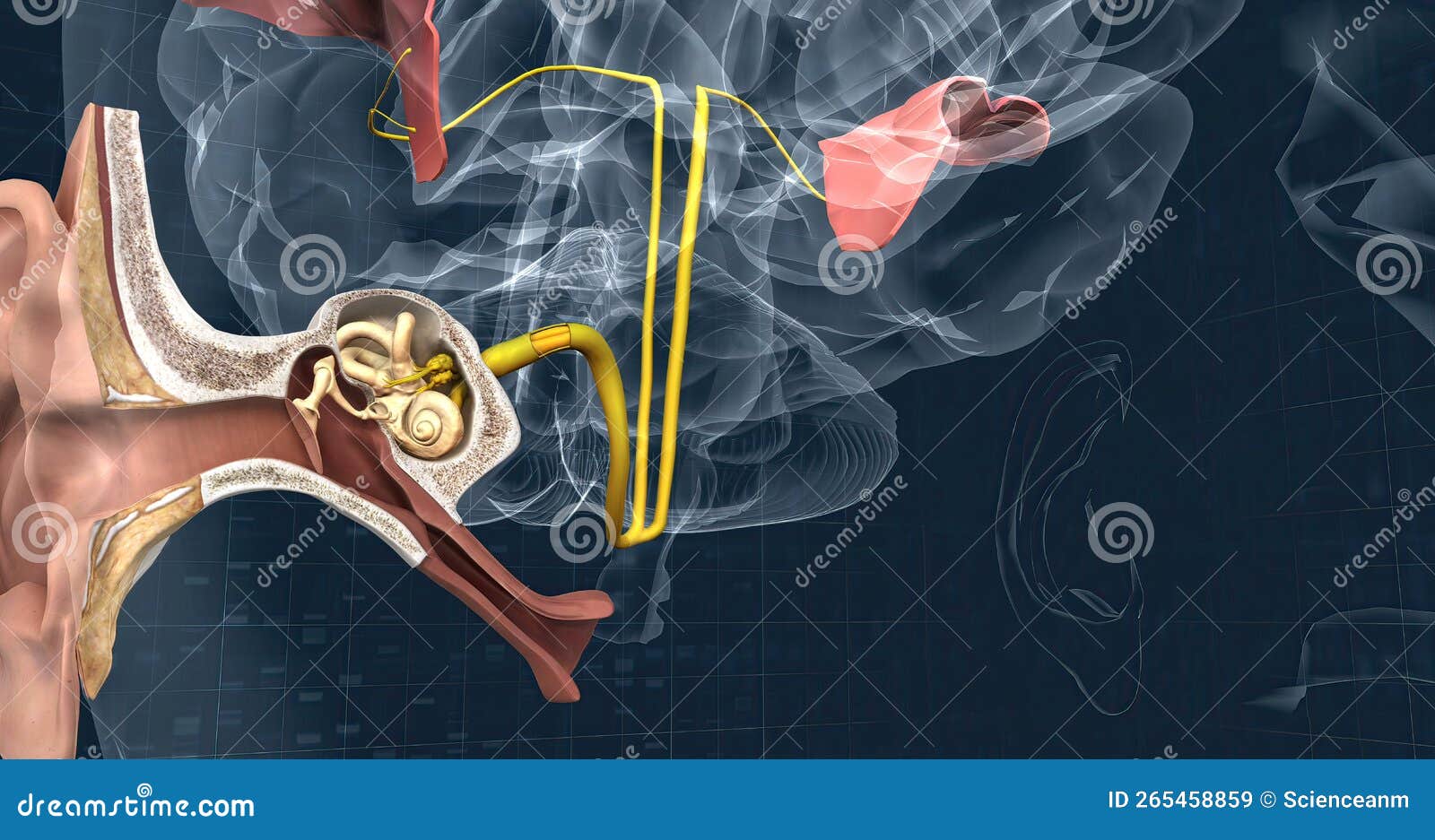 Sound Passes through the Ear and Carries Signals To the Brain Stem