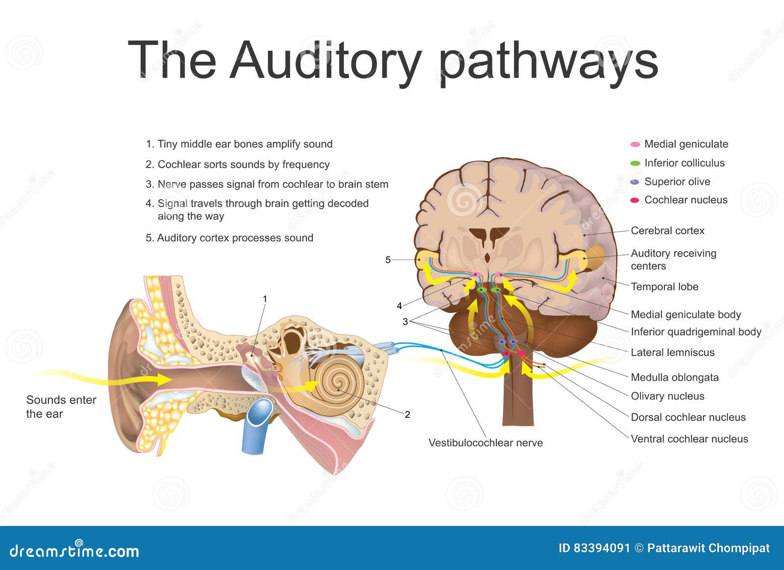 Слуховой нерв какой отдел. Отдел слуховой анализатор слуховой нерв. Отдел слухового анализатора передающий нервные импульсы в головной. Проводящий путь слухового анализатора анатомия. Слуховой нерв схема.