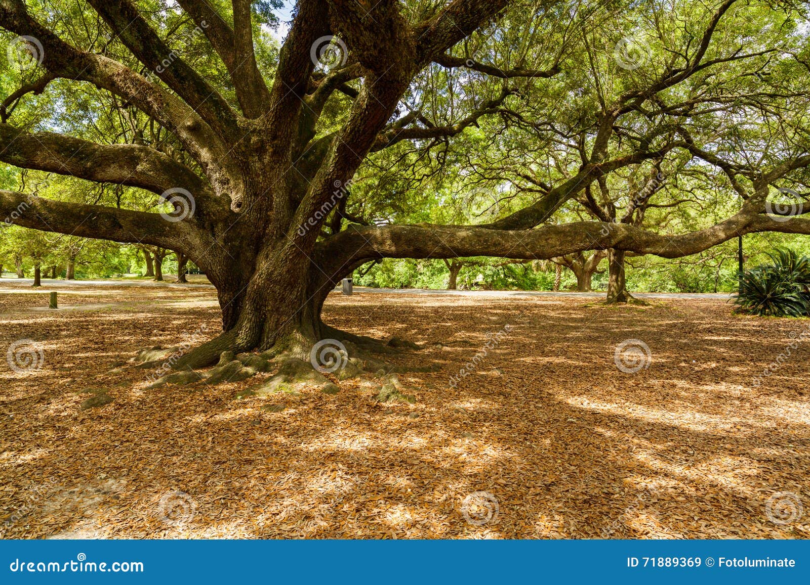 Audubon Park stock image. Image of natural, path, travel 71889369