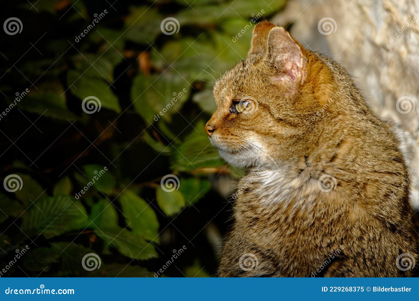 aufmerksame katze - attentive cat