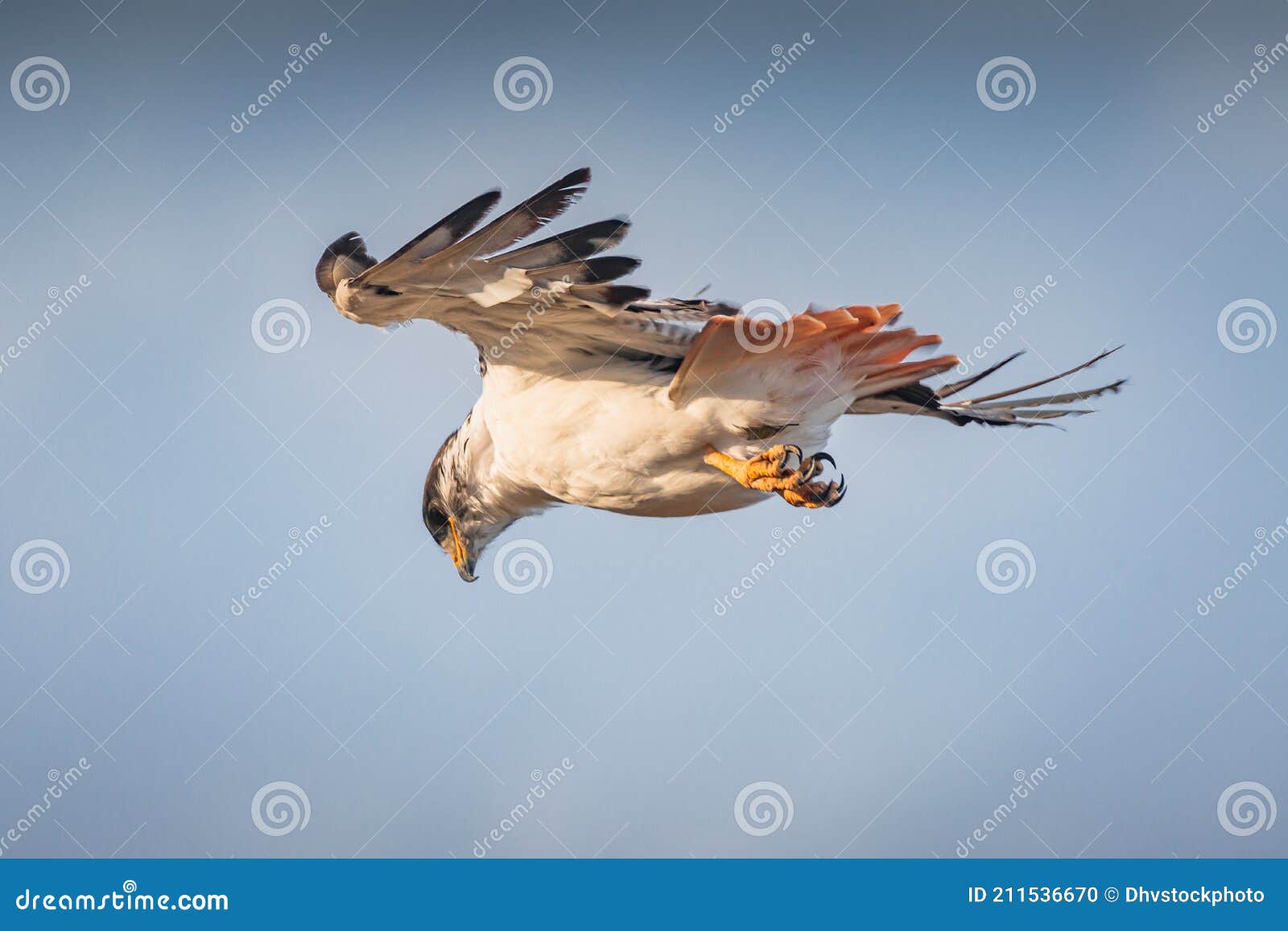 augur buzzard buteo augur in flight over grassland, ngorongoro crater, tanzania