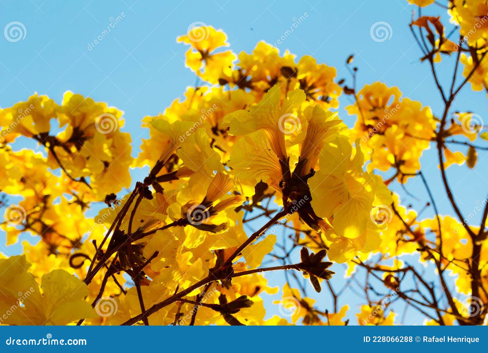 In this Photo the Flowers of the Yellow Ipe. it is a Species of Tree of the  Genus Handroanthus, Reaching Stock Photo - Image of blossom, environment:  228066288