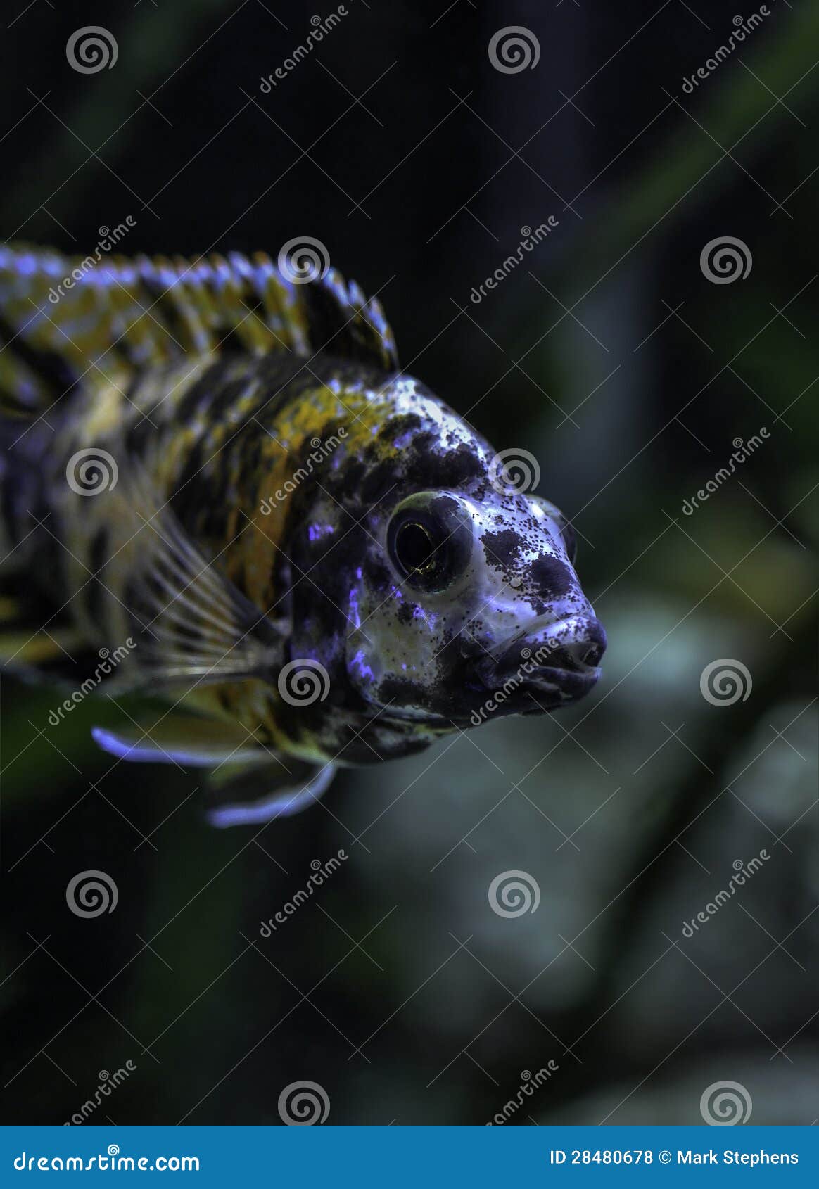 ob peacock cichlids