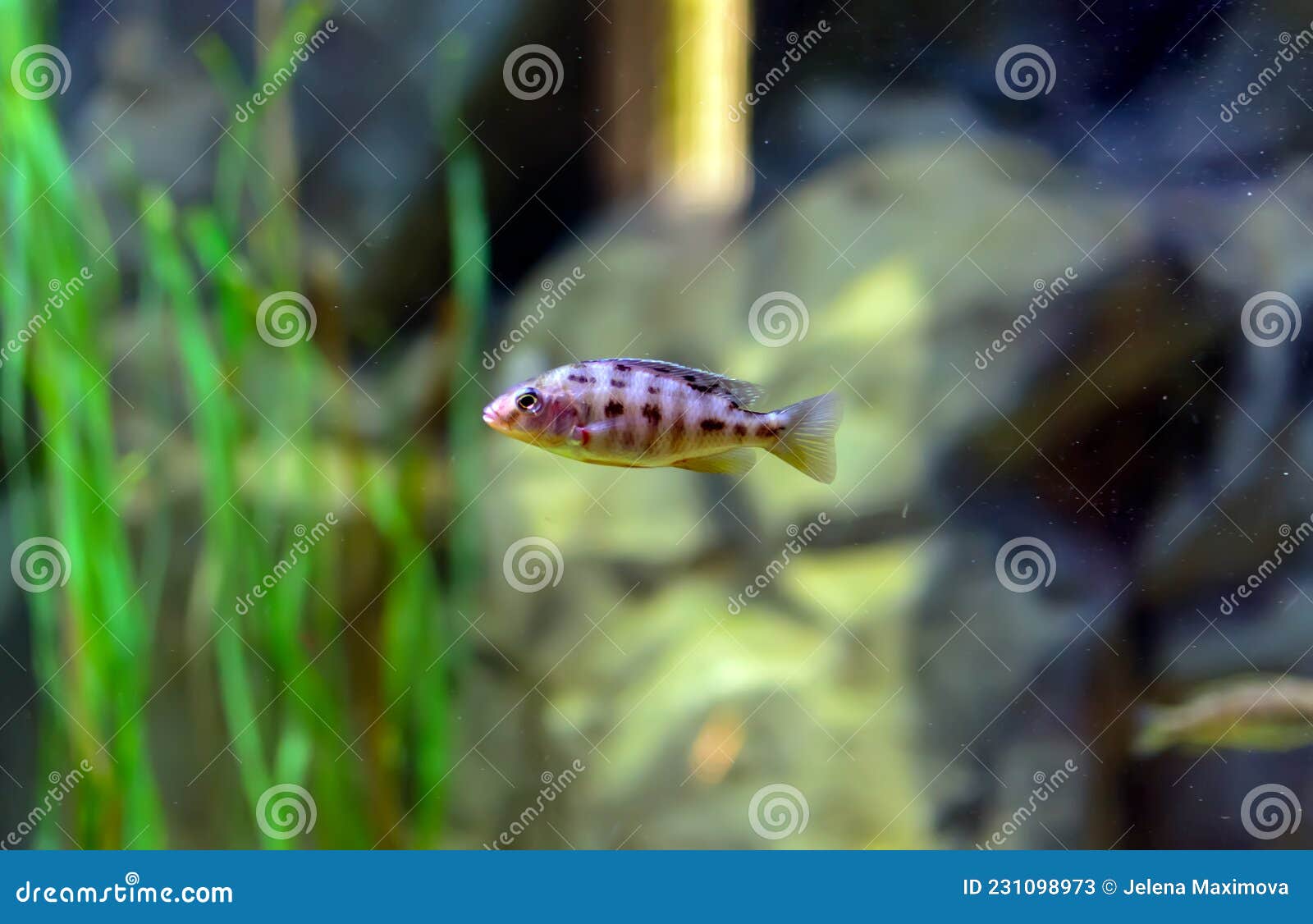 ob peacock cichlids