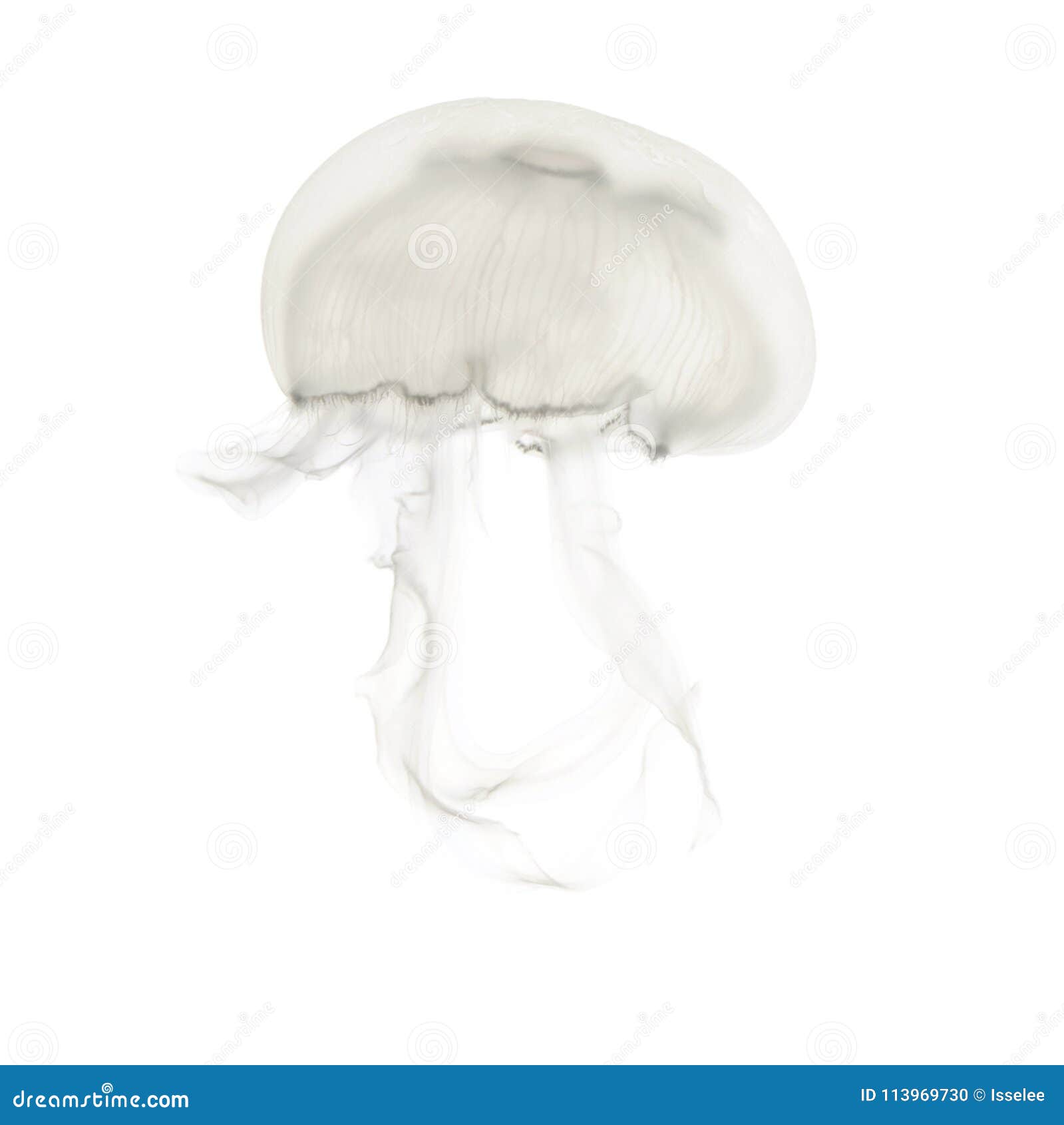aurelia aurita also called the common jellyfish against white ba
