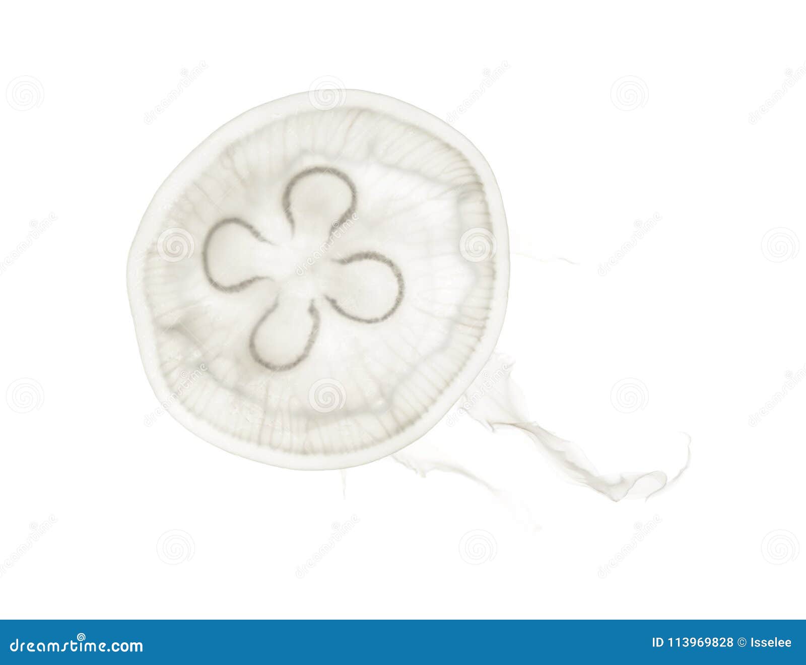 aurelia aurita also called the common jellyfish against white ba