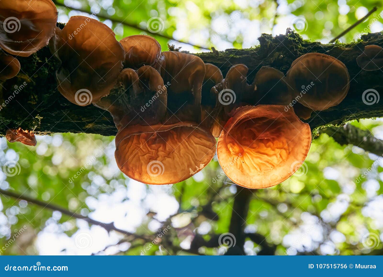 auricularia auricula edible auricularia auricula edible