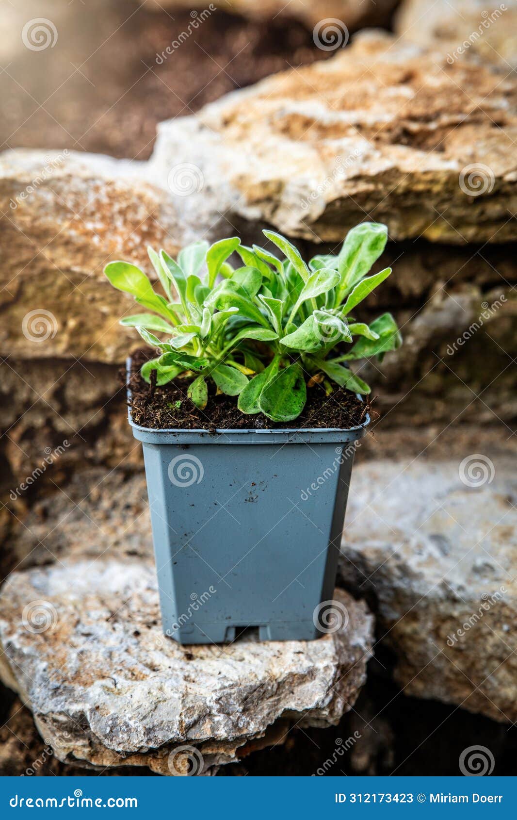 aurinia saxatilis plant standing on rural stone wall