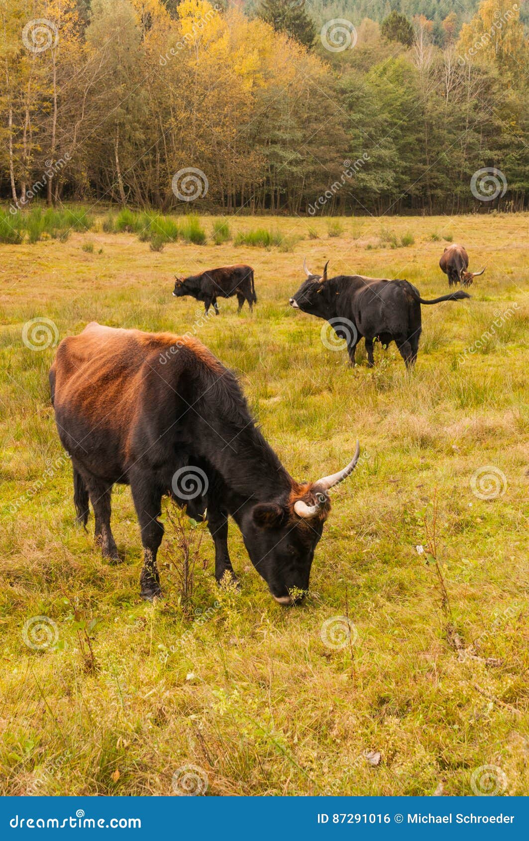 aurochs on grazing land