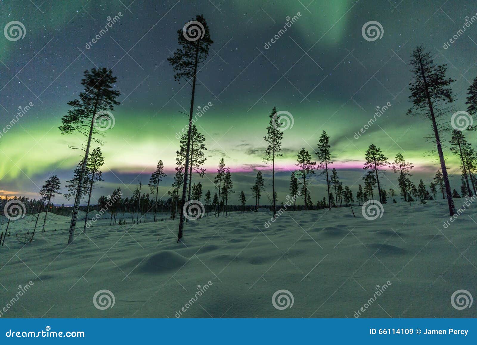 aurora borealis (northern lights) in finland, lapland forest