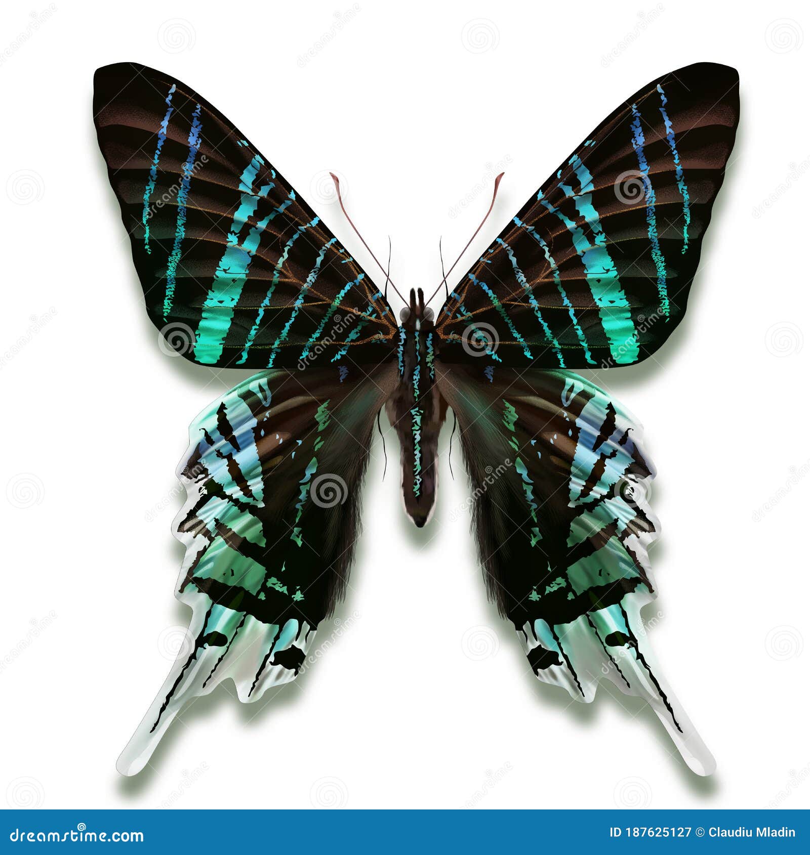 Butterfly Urania Photos   Free & Royalty Free Stock Photos from ...