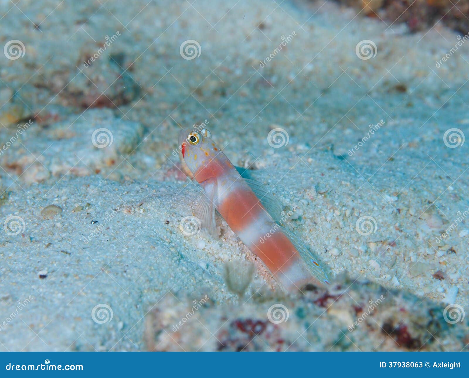 4,087 Fotos de Stock de Goby - Fotos de Stock Gratuitas e Sem Fidelização a  partir da Dreamstime, image size:1600x1290