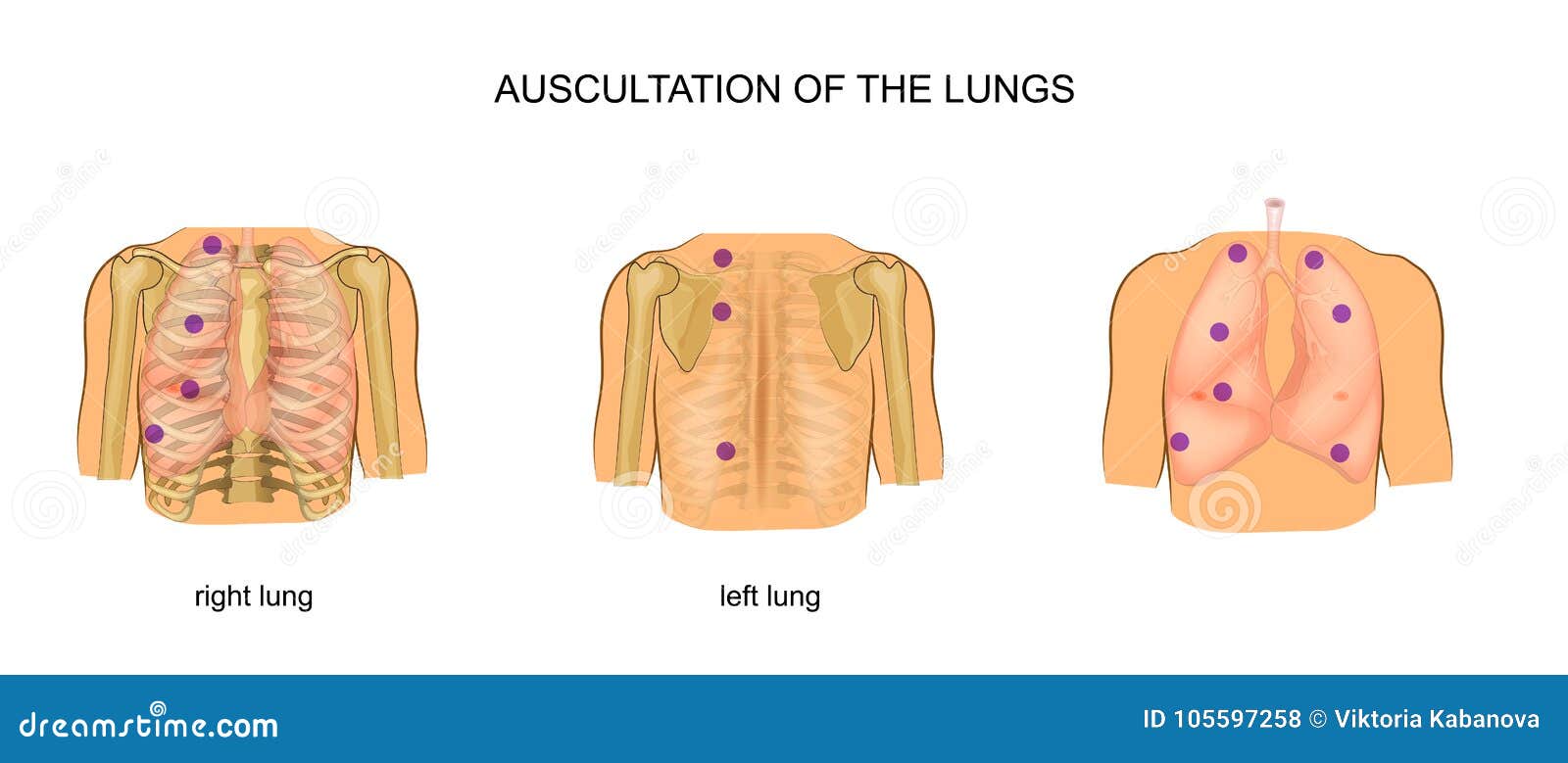 auscultation of the lungs