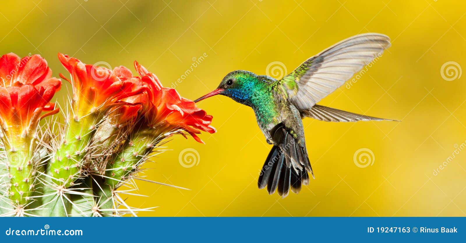 download kolibri download kolibri