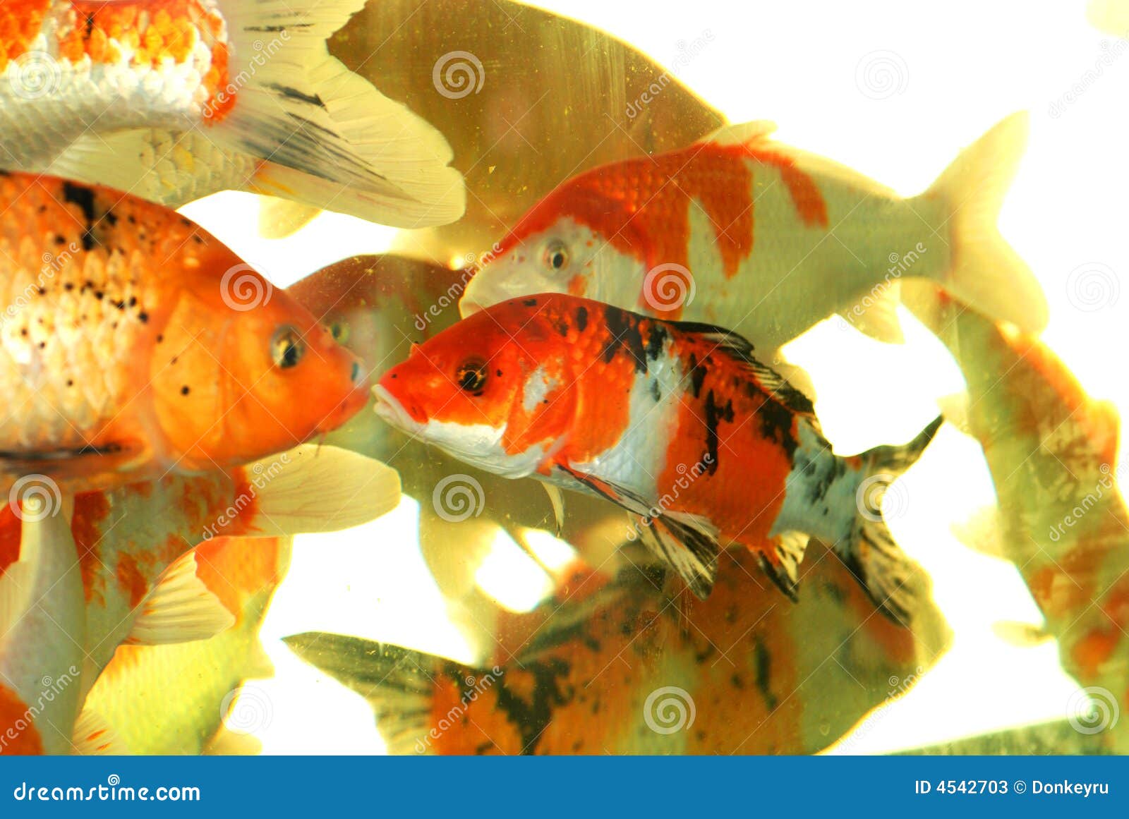 auspicious koi fishes