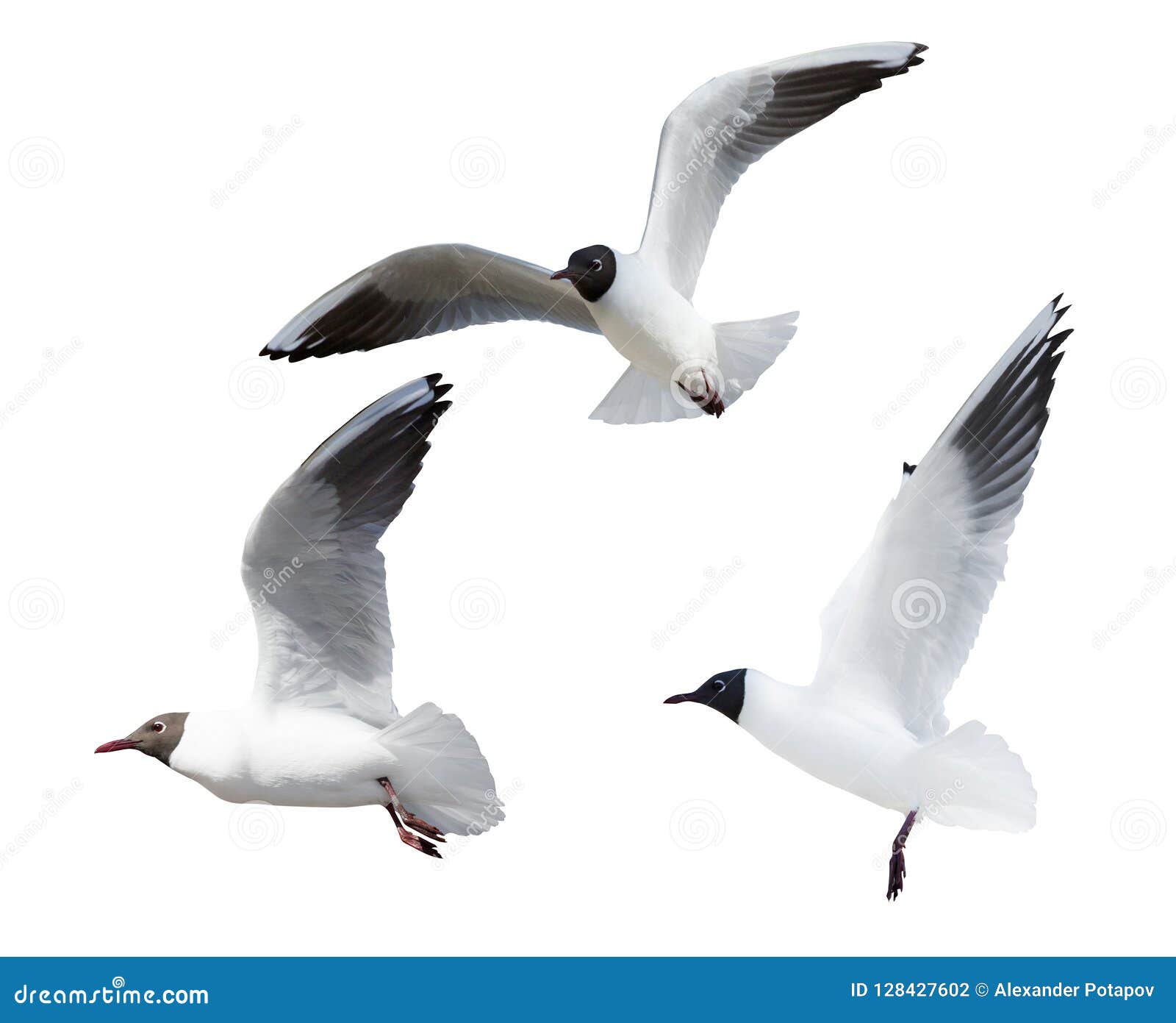 Ausschnitt drei schwarzköpfiger kleiner Möven im Flug. Foto von den Lachmöwen lokalisiert auf weißem Hintergrund